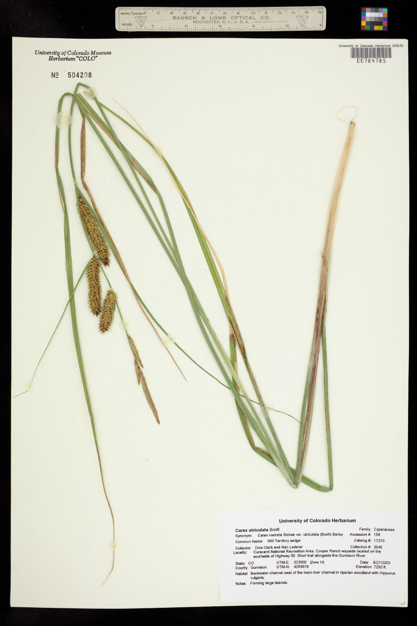 Carex utriculata image
