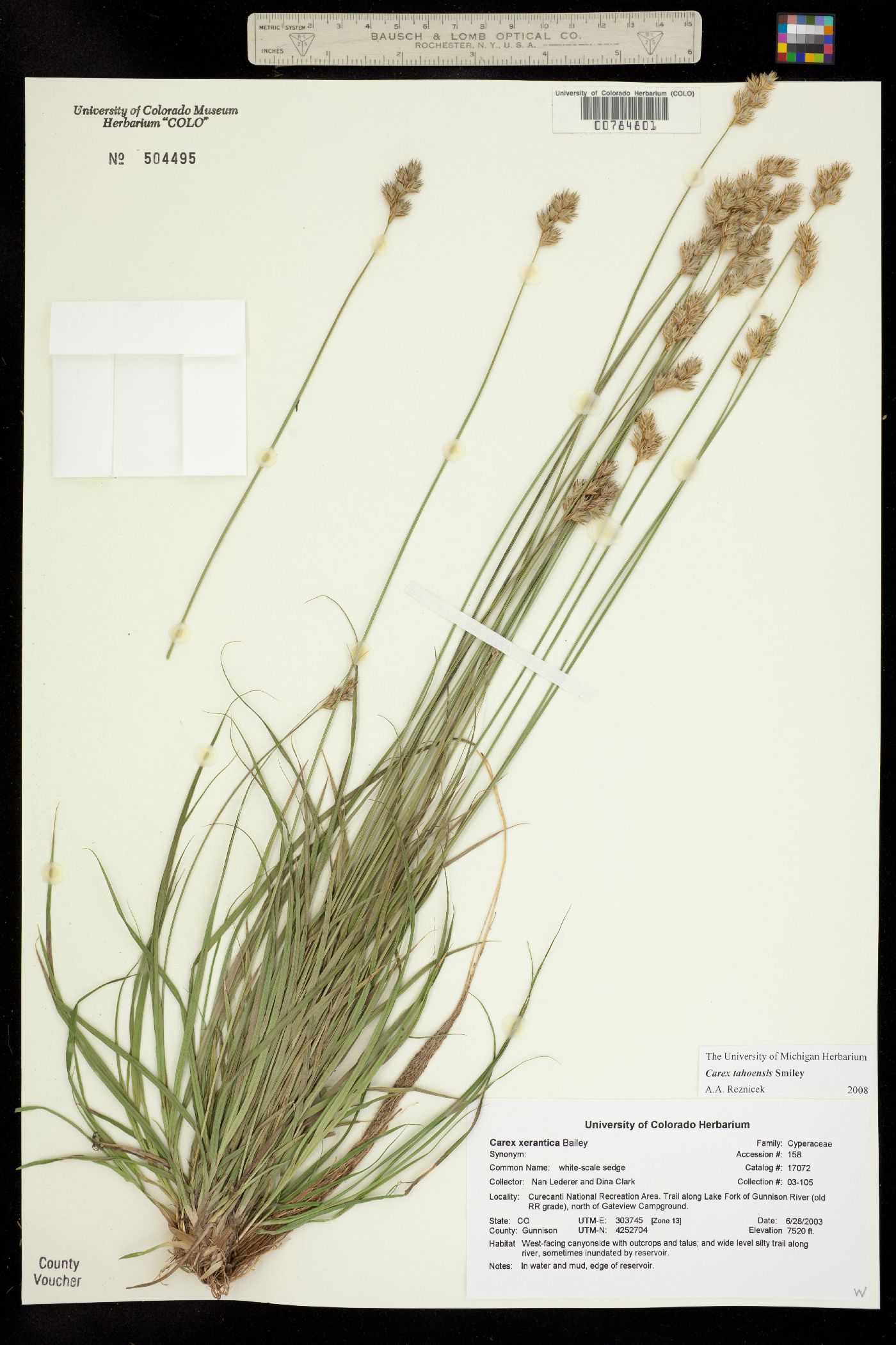 Carex tahoensis image