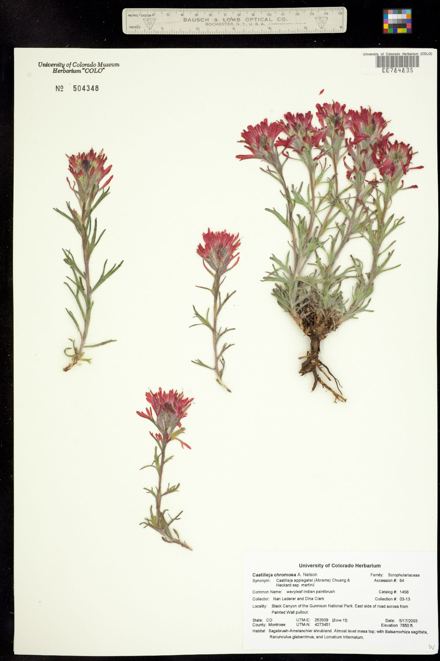 Castilleja angustifolia image