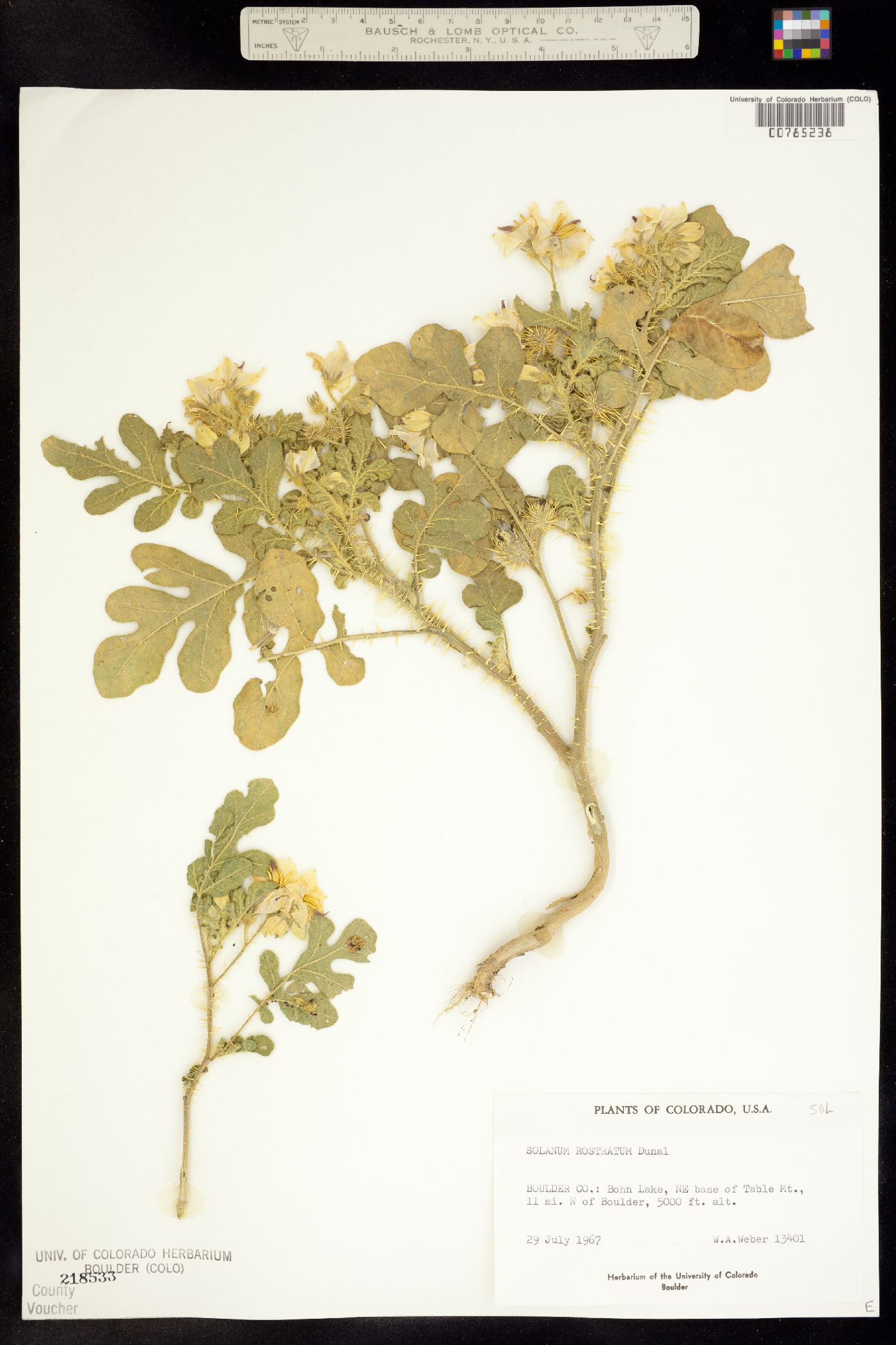 Solanum rostratum image