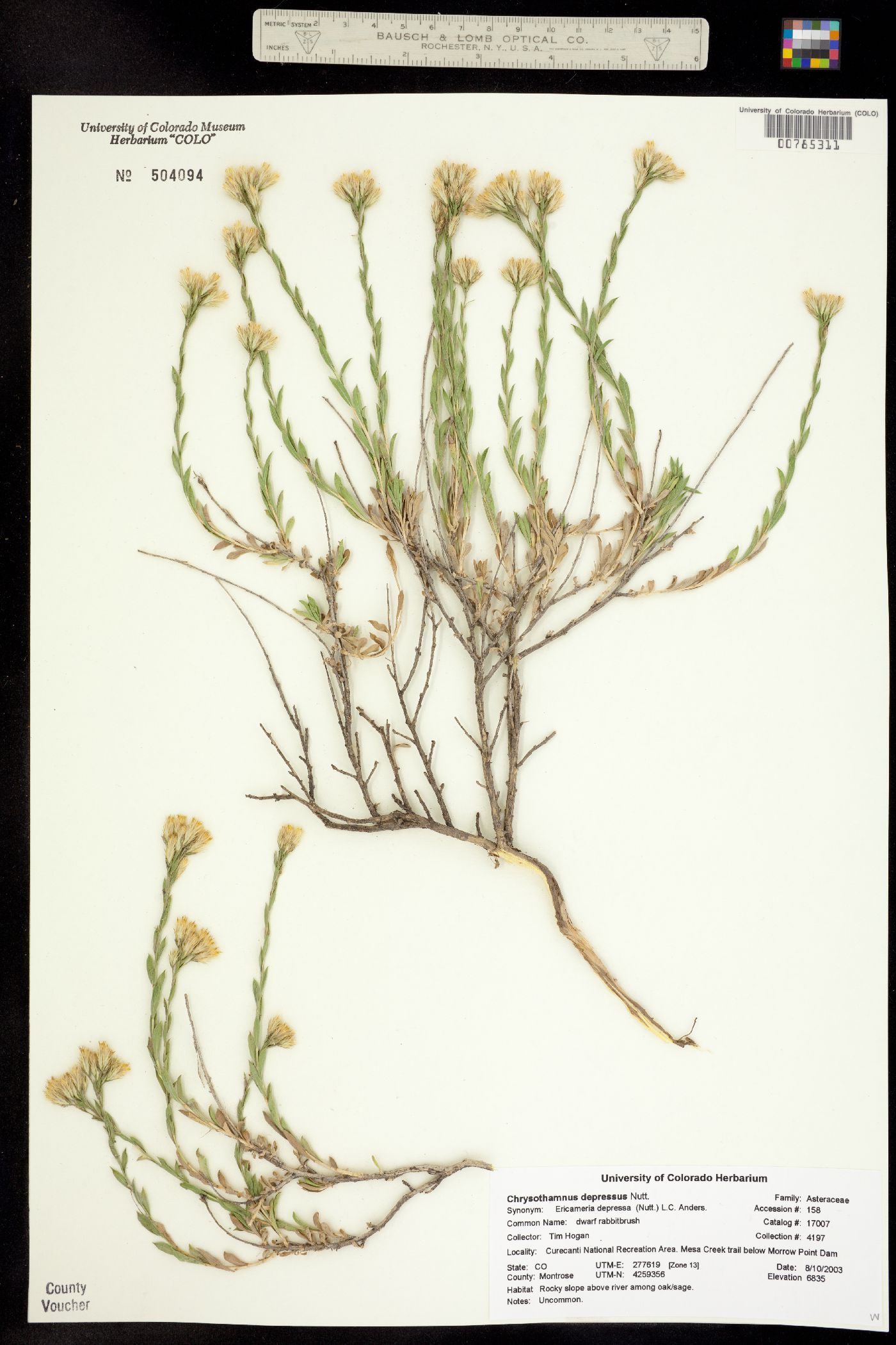 Chrysothamnus depressus image