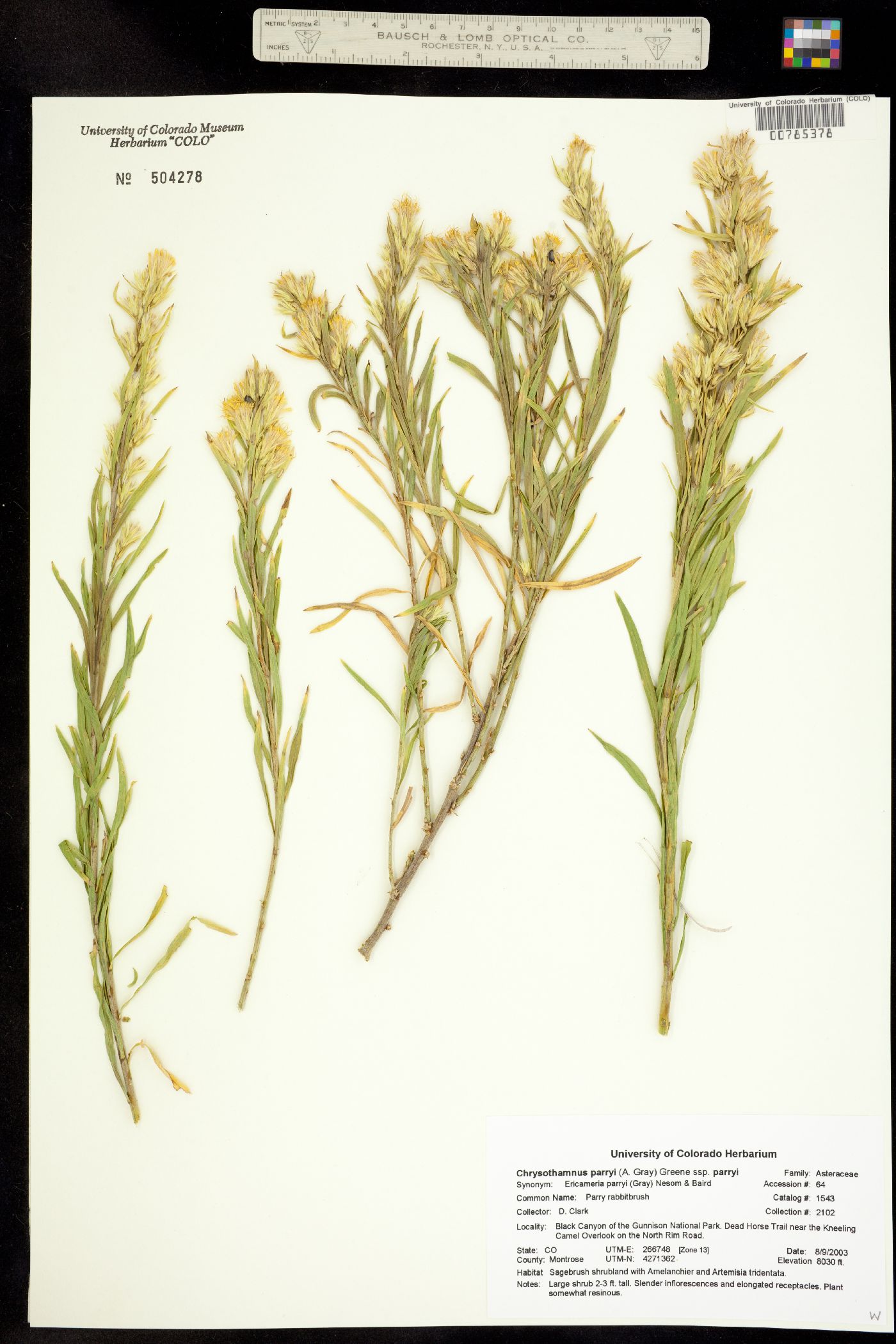 Chrysothamnus parryi ssp. parryi image