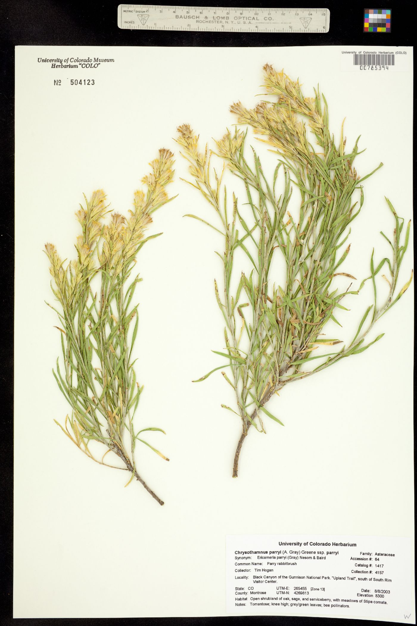 Chrysothamnus parryi ssp. parryi image