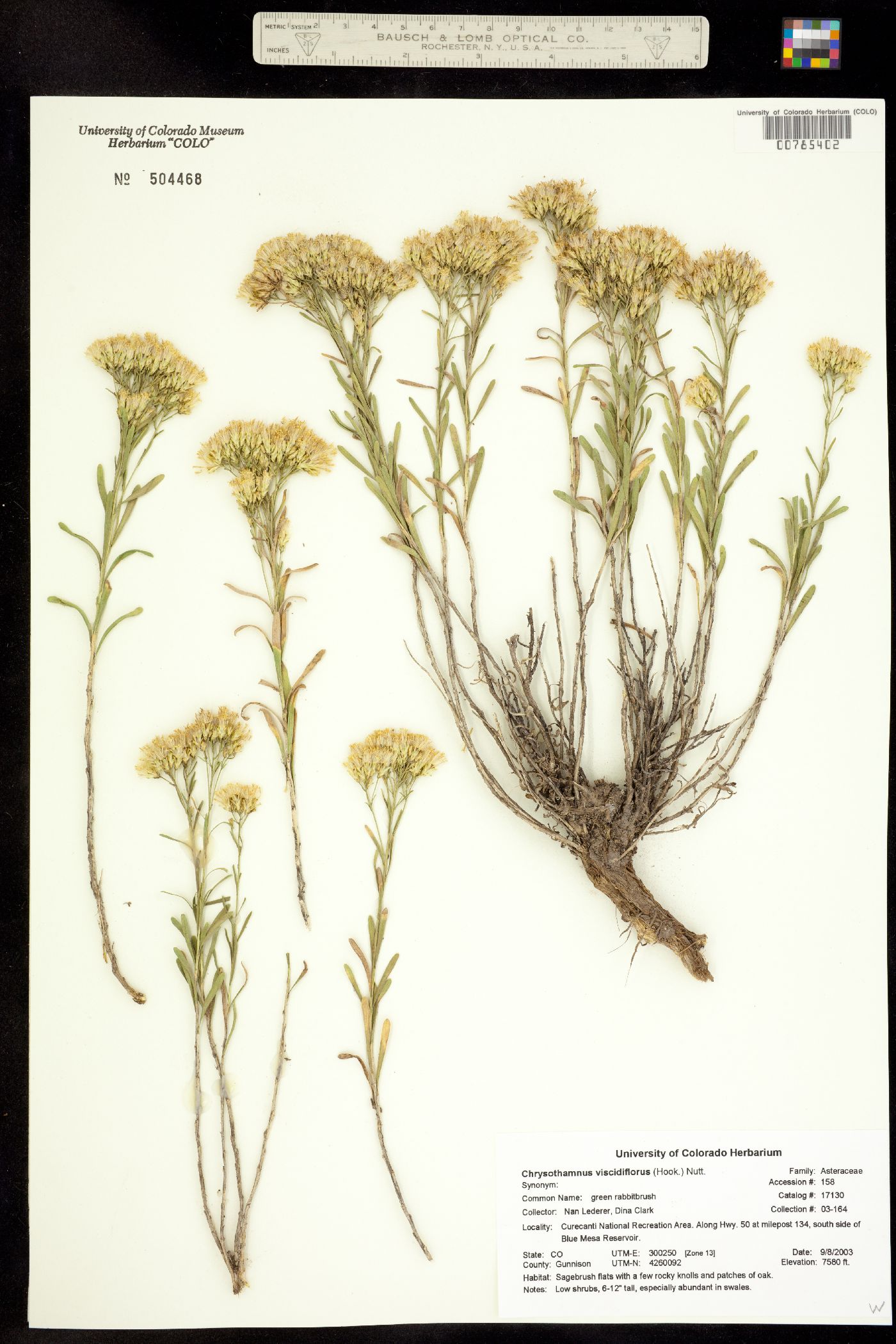 Chrysothamnus viscidiflorus image