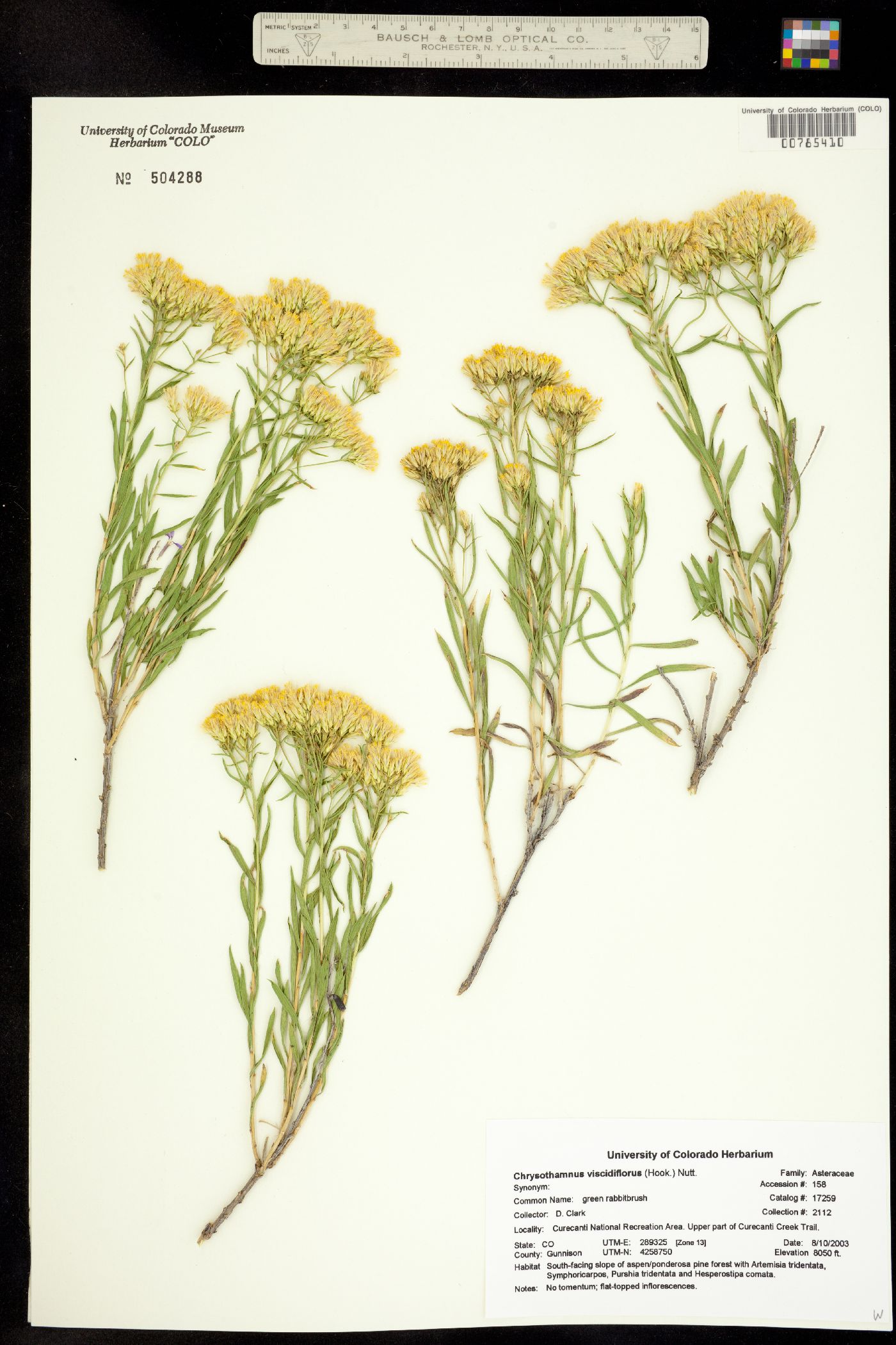 Chrysothamnus viscidiflorus image