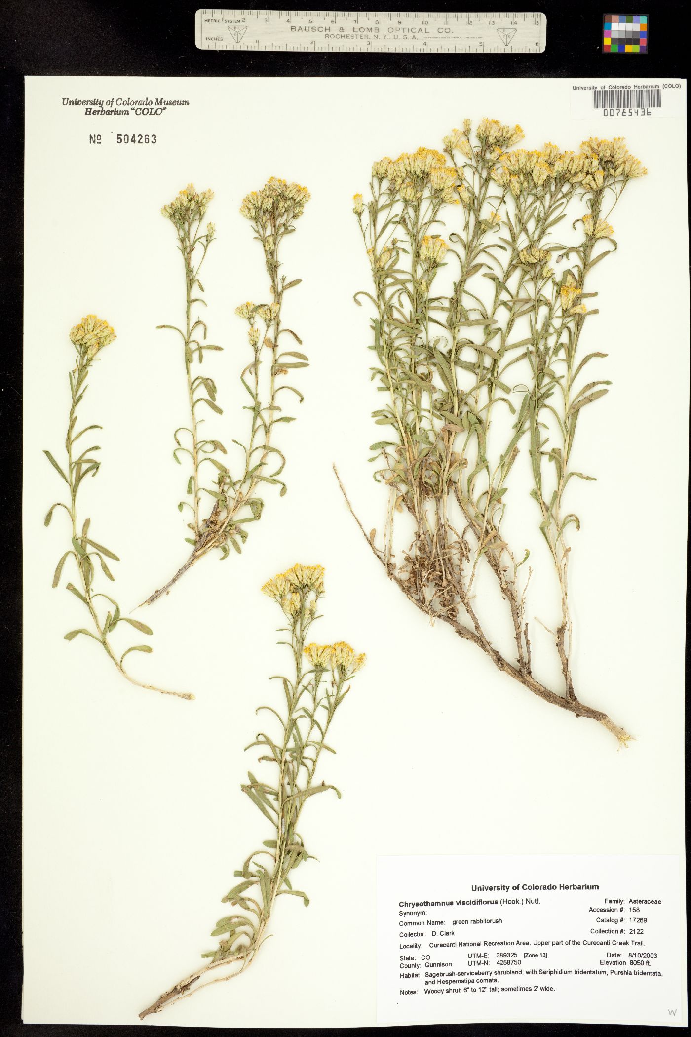 Chrysothamnus viscidiflorus image