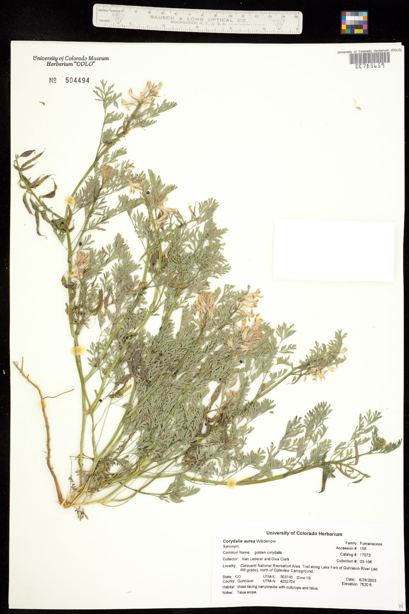 Corydalis aurea image