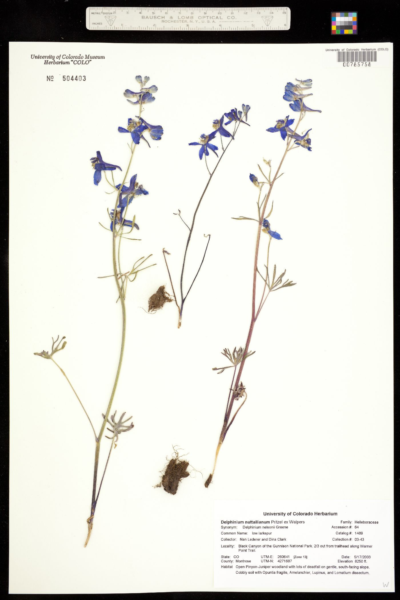 Delphinium nuttallianum image