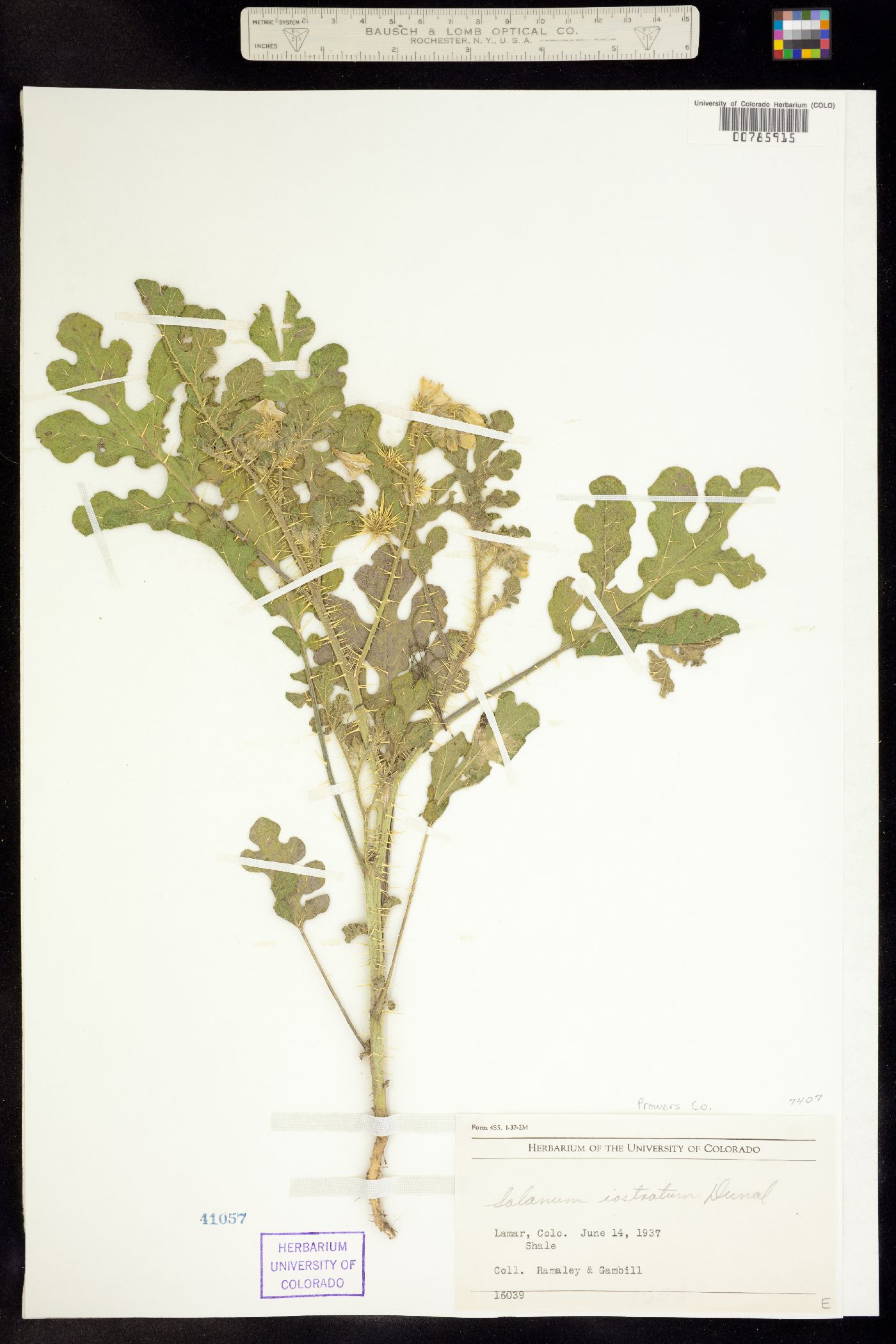 Solanum rostratum image