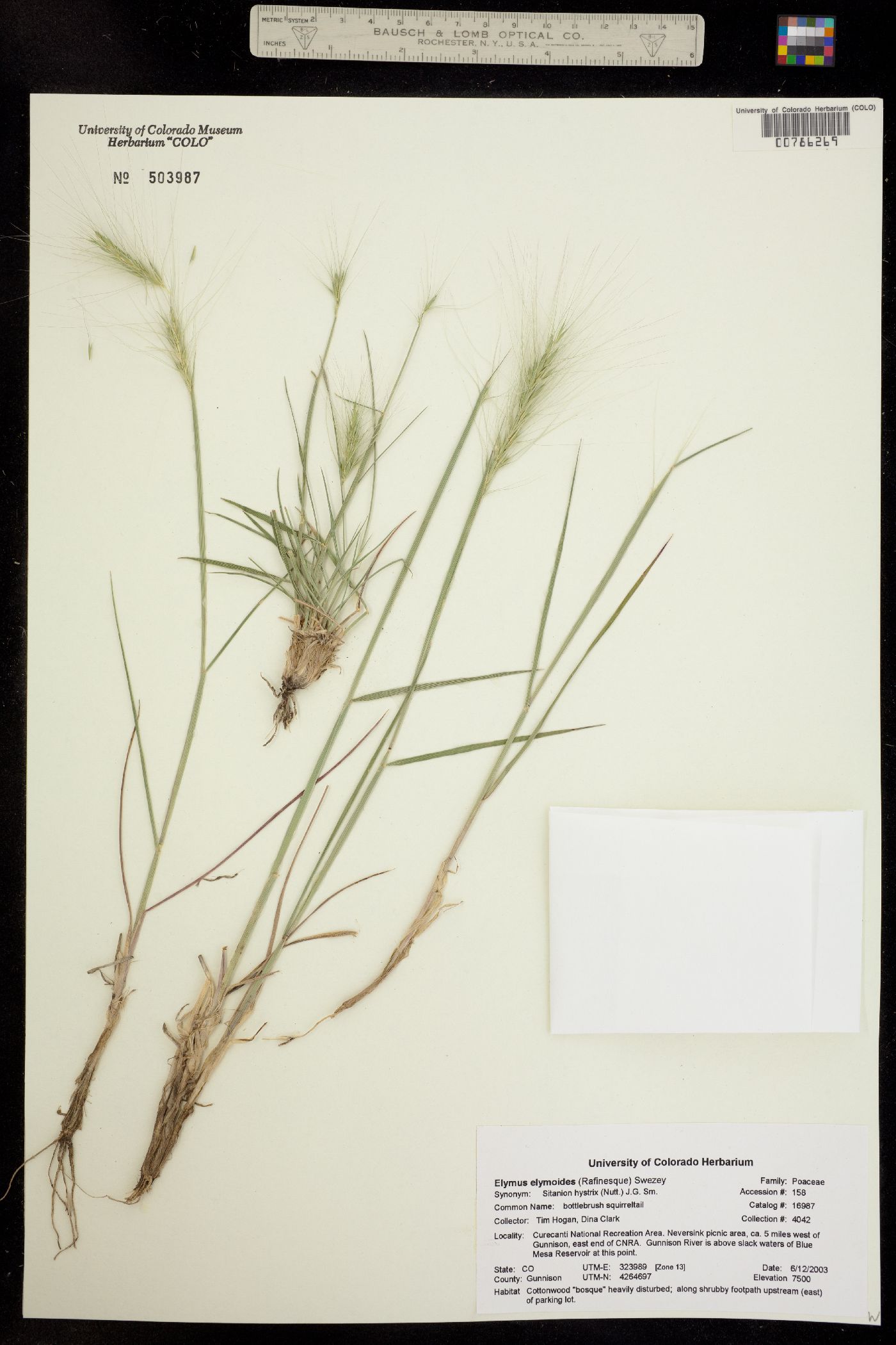 Elymus image