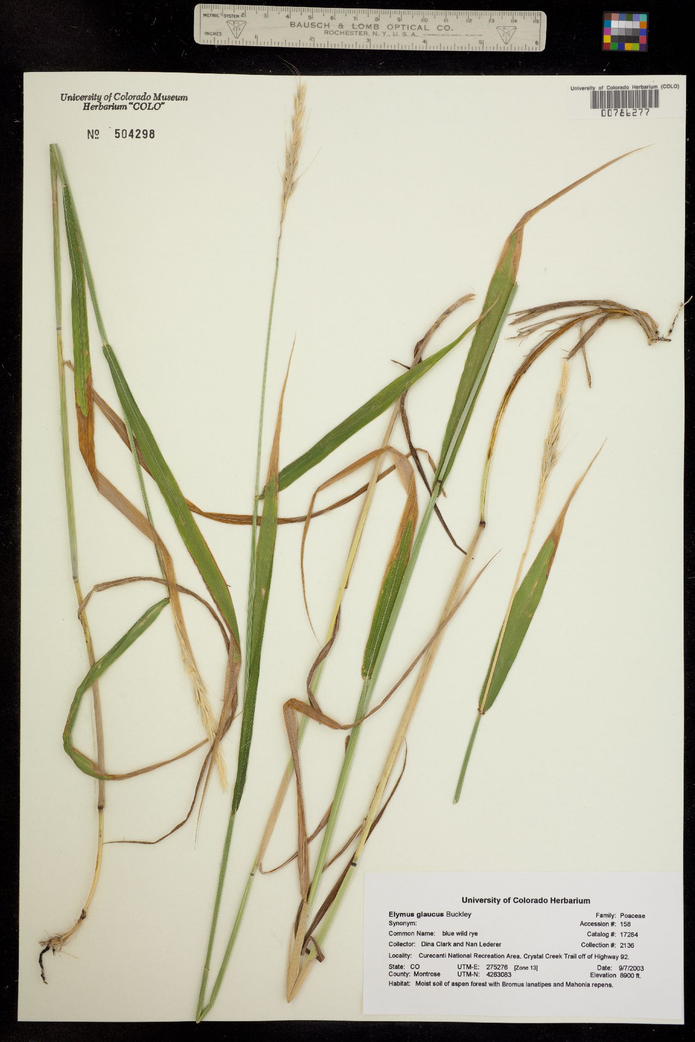 Elymus image