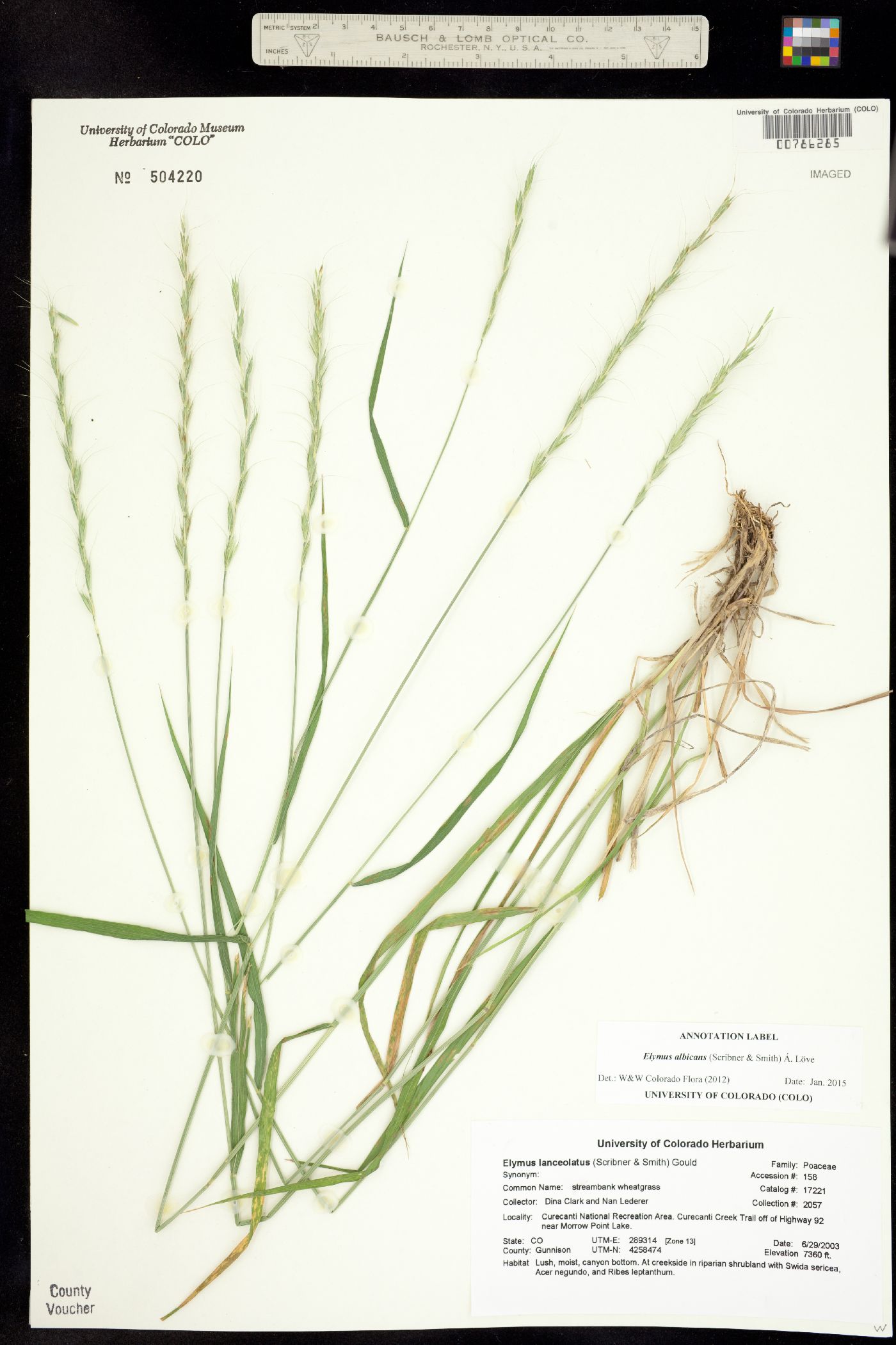 Elymus albicans image