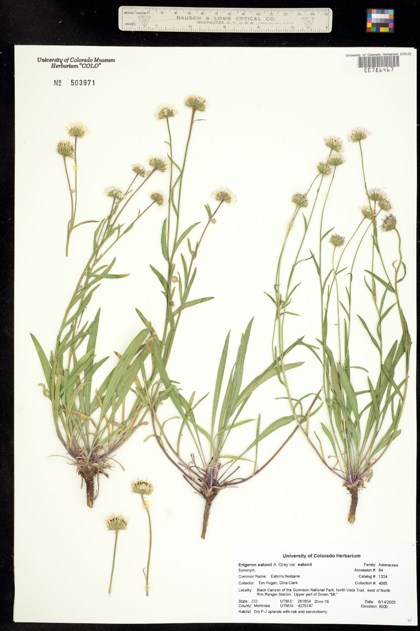 Erigeron eatonii var. eatonii image