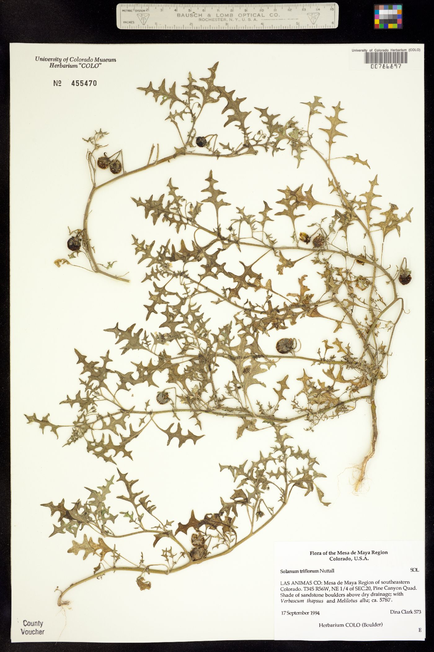 Solanum triflorum image