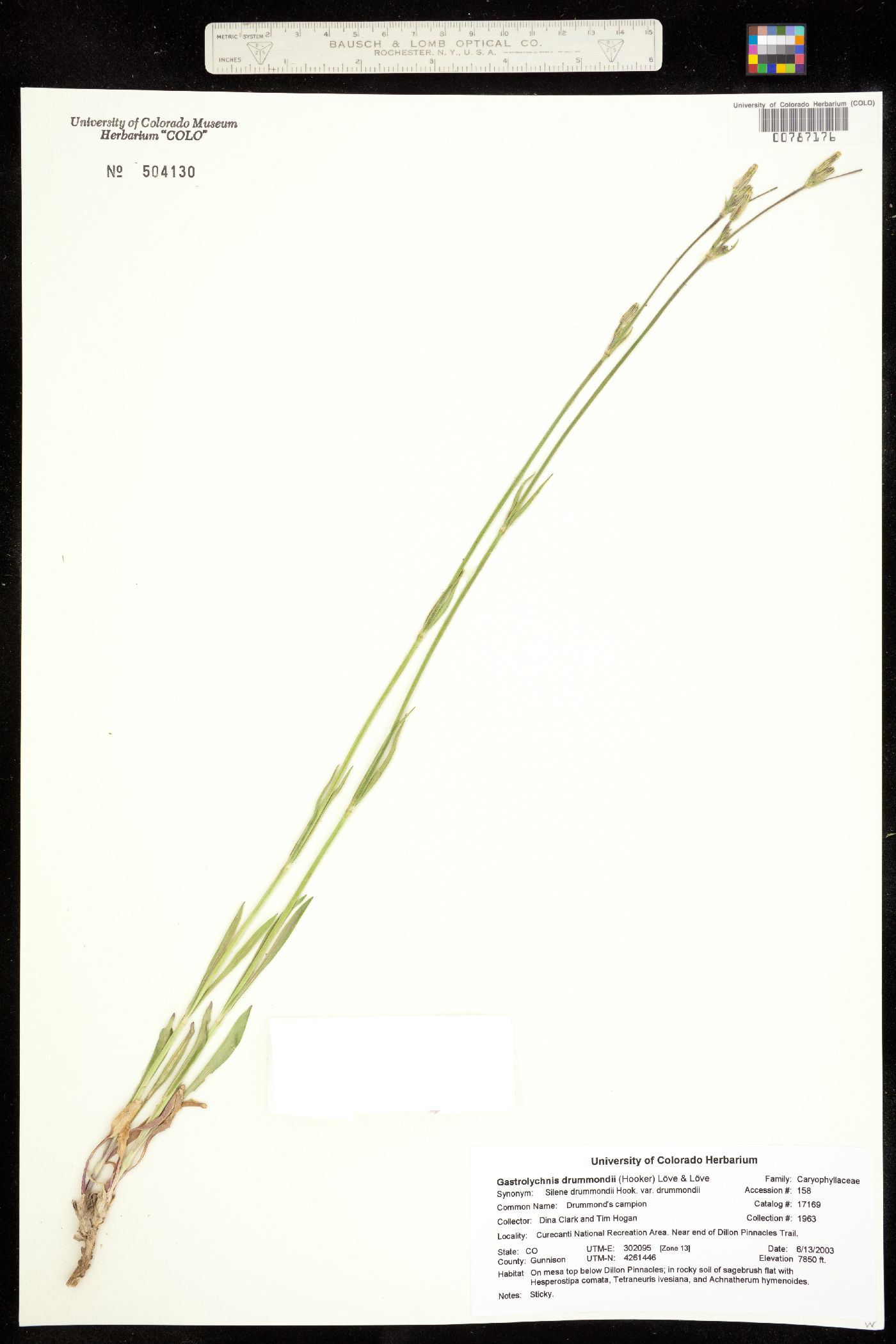 Silene drummondii ssp. drummondii image