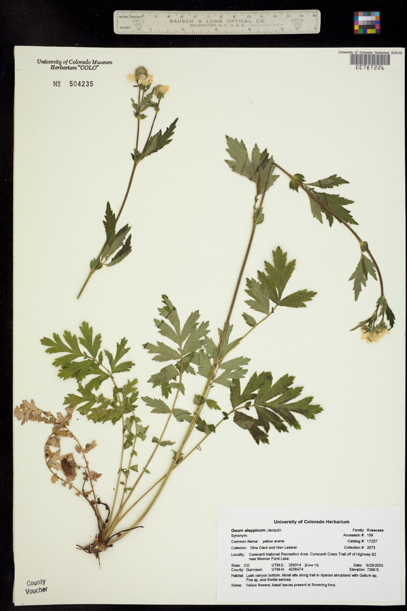 Geum aleppicum image