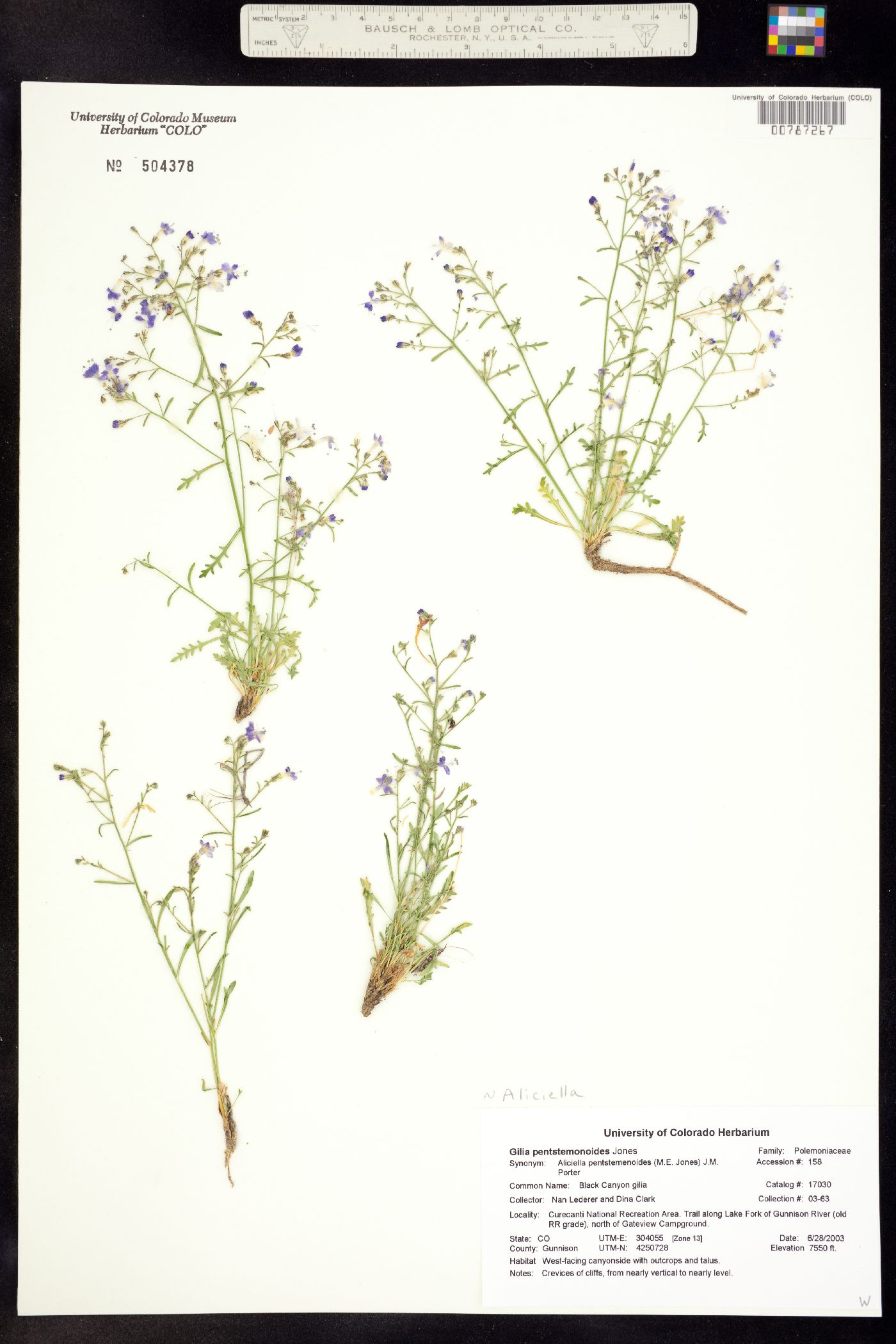 Aliciella pentstemonoides image