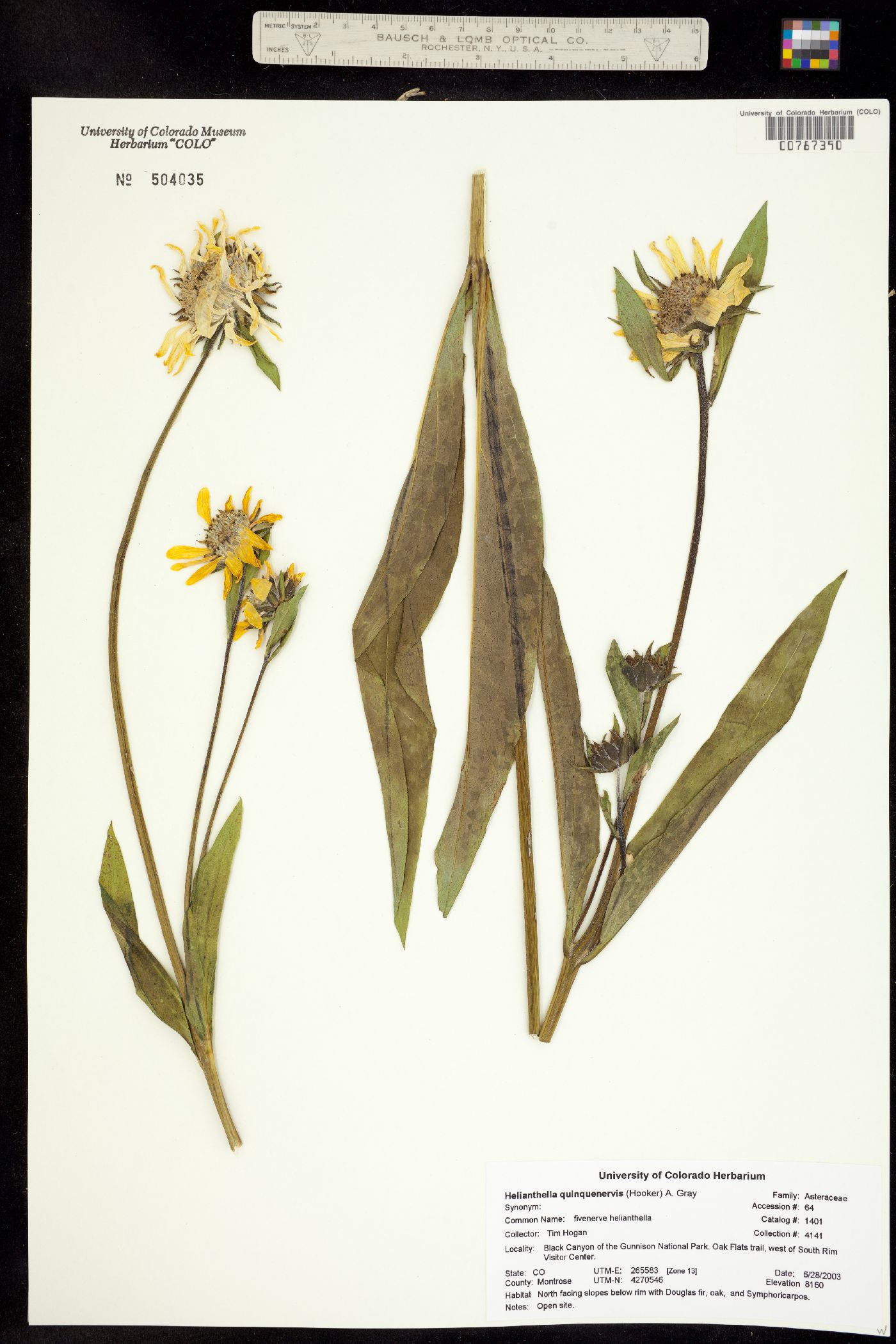 Helianthella quinquenervis image