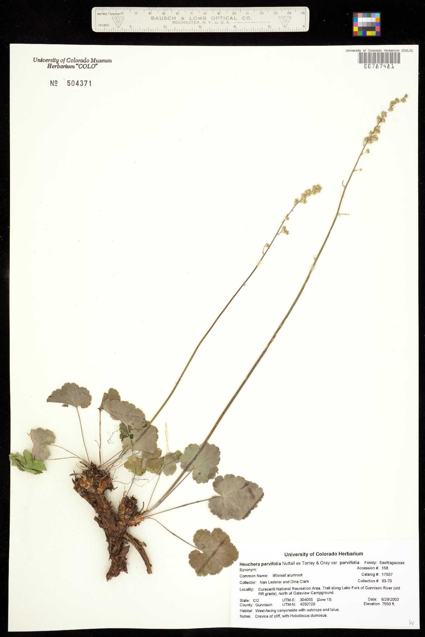 Heuchera parvifolia var. parvifolia image
