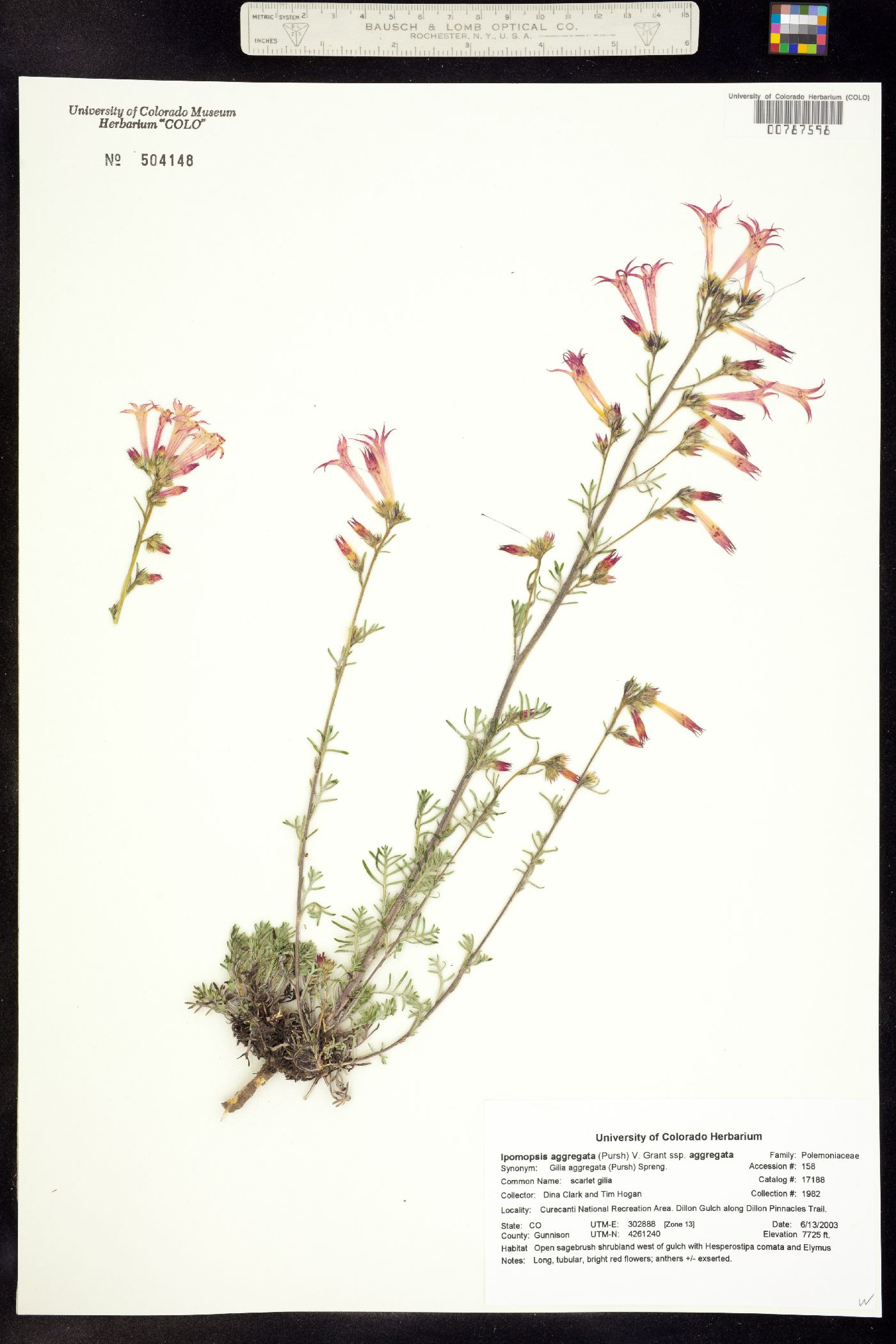 Ipomopsis aggregata ssp. aggregata image