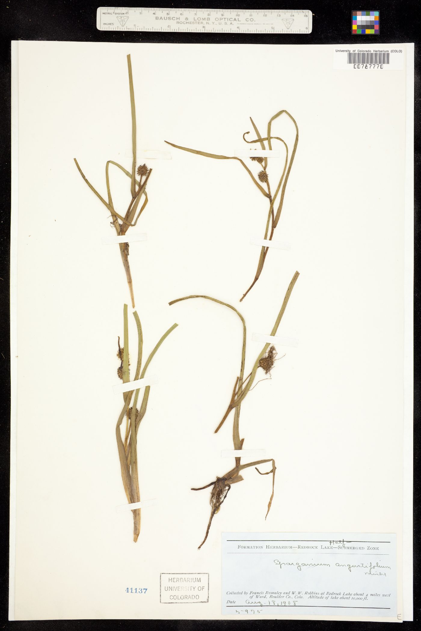 Sparganium angustifolium image