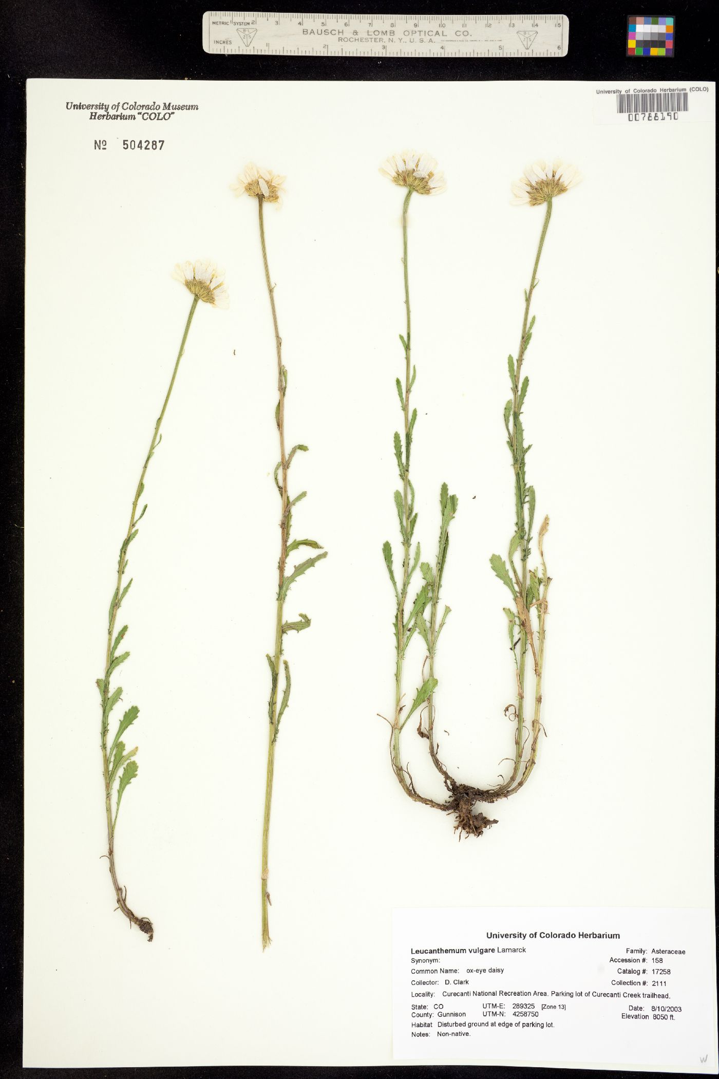 Leucanthemum vulgare image