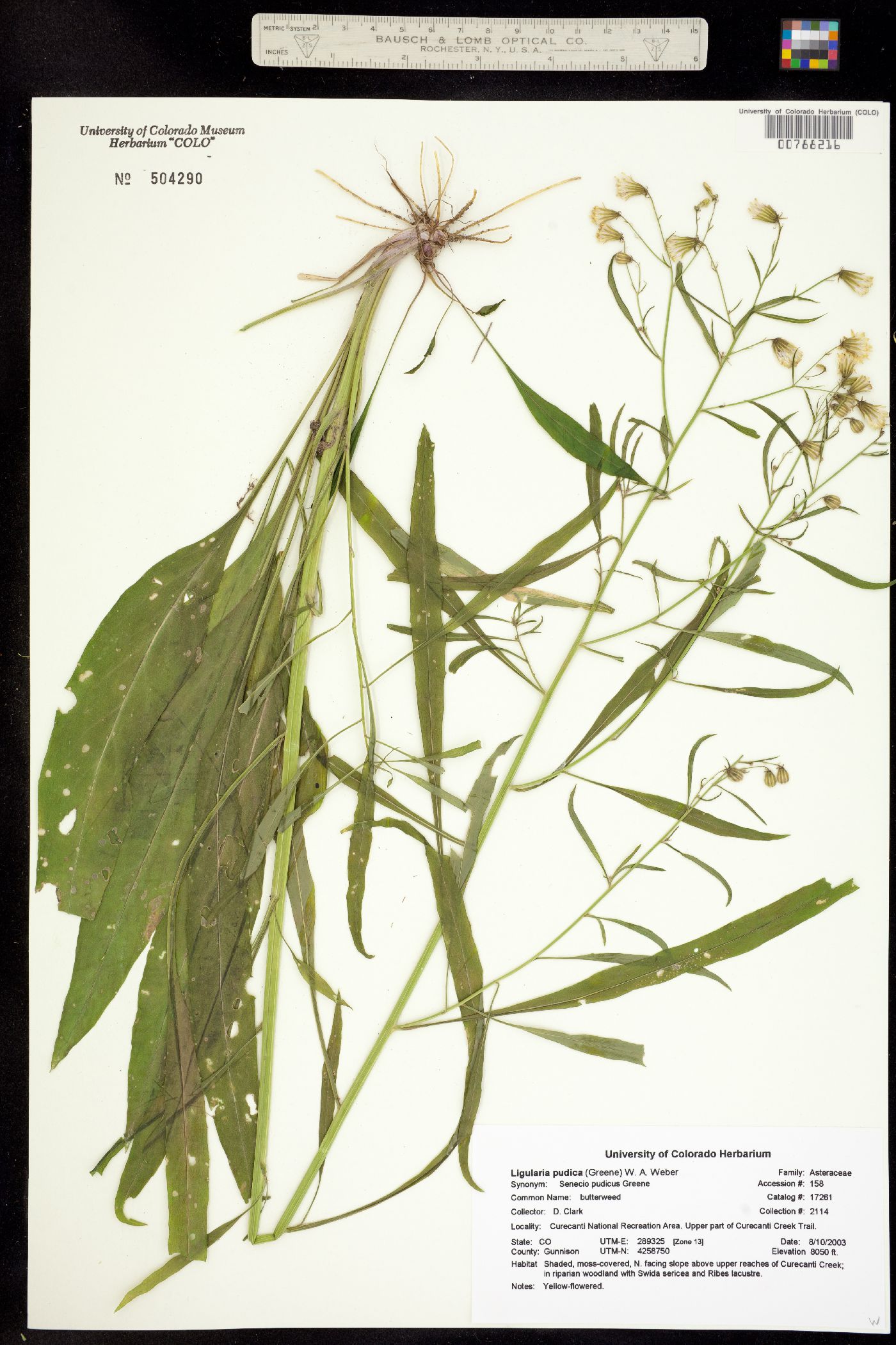 Senecio pudicus image