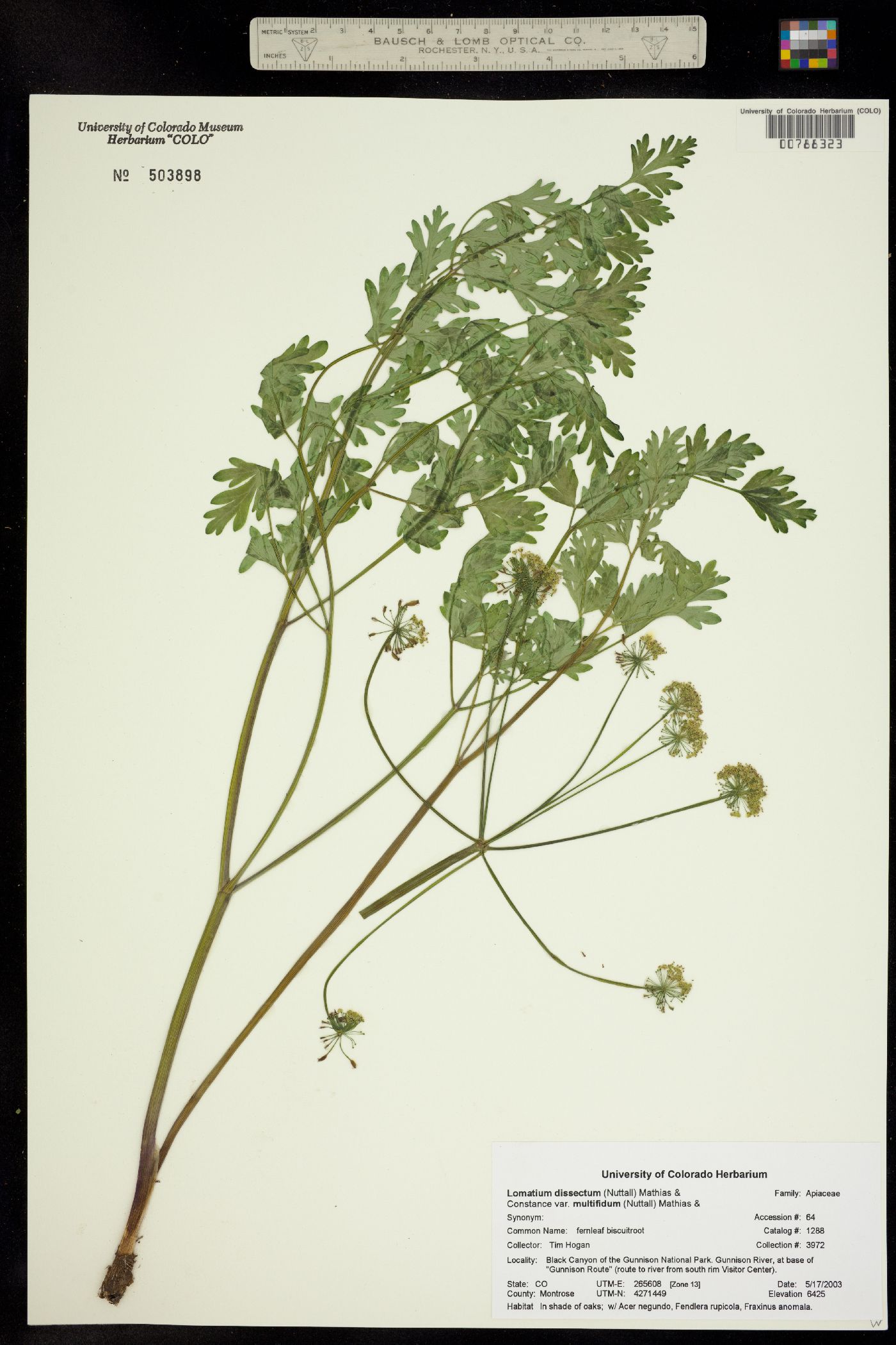 Lomatium dissectum image