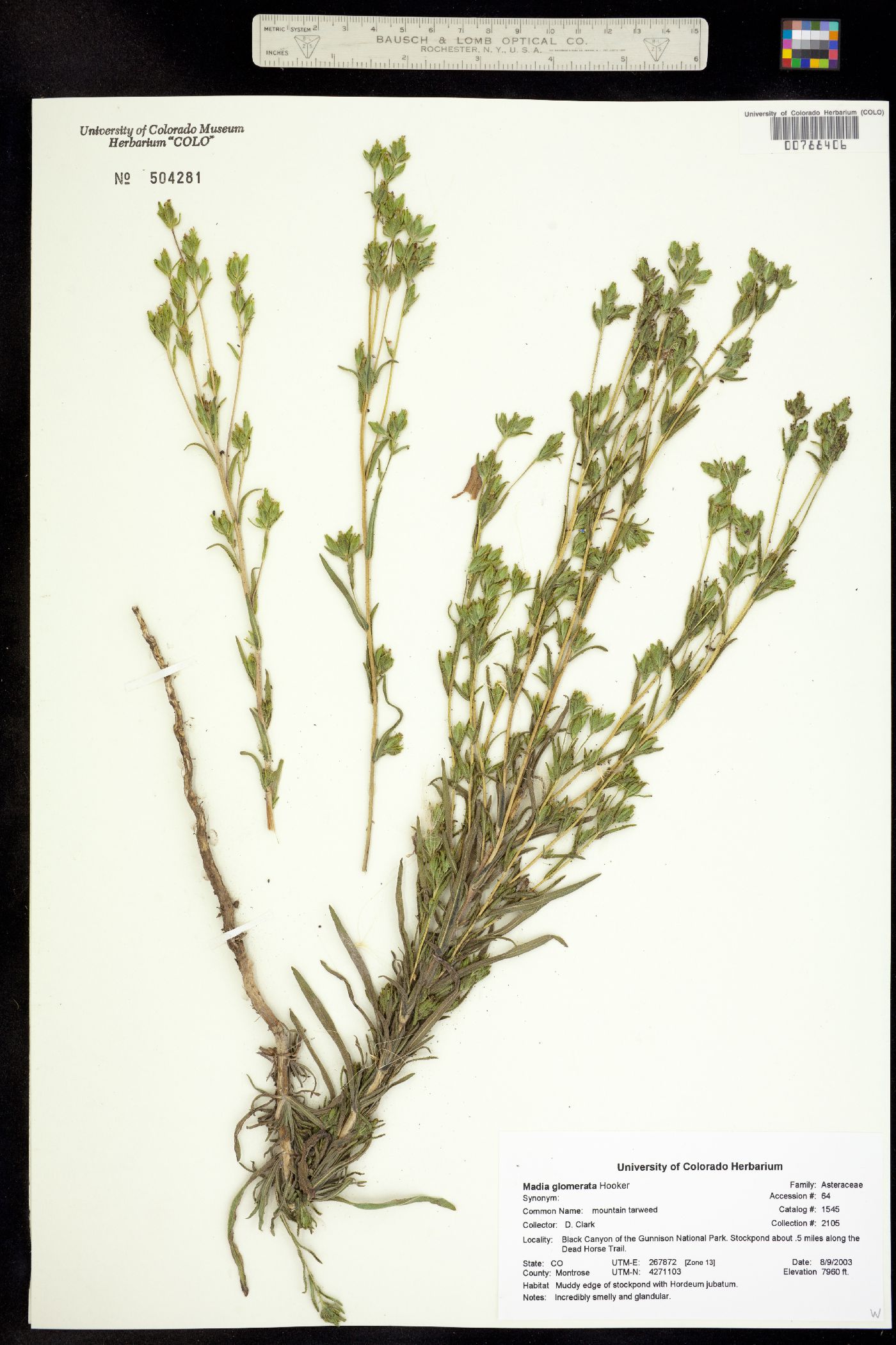 Madia glomerata image