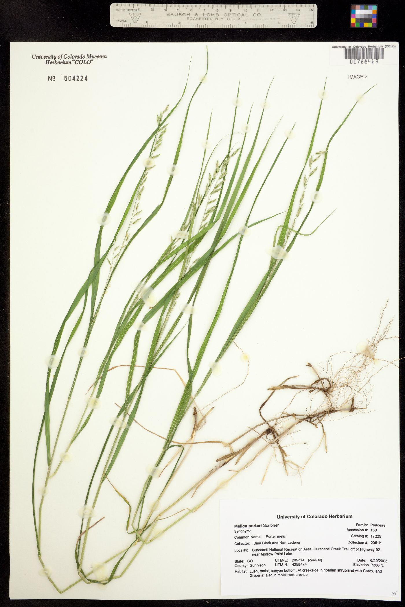 Melica porteri image
