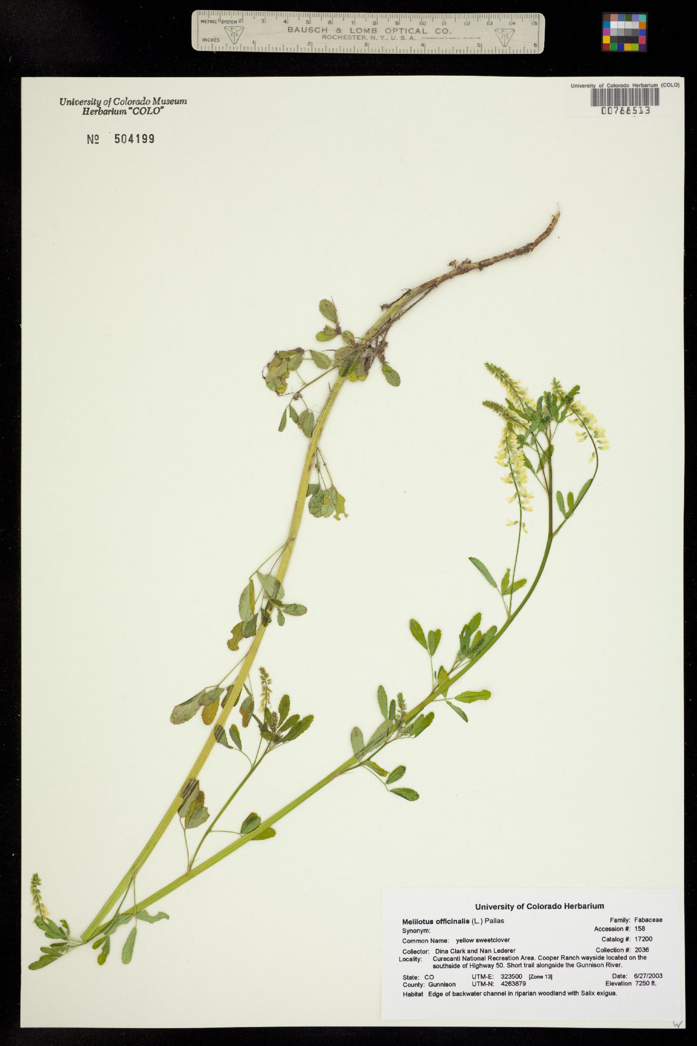 Melilotus image