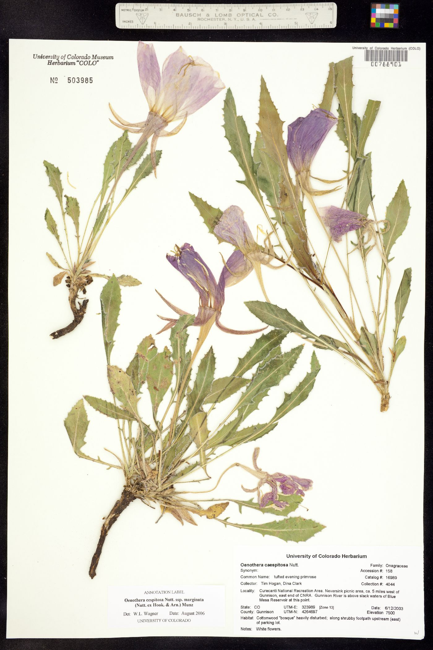 Oenothera cespitosa ssp. marginata image