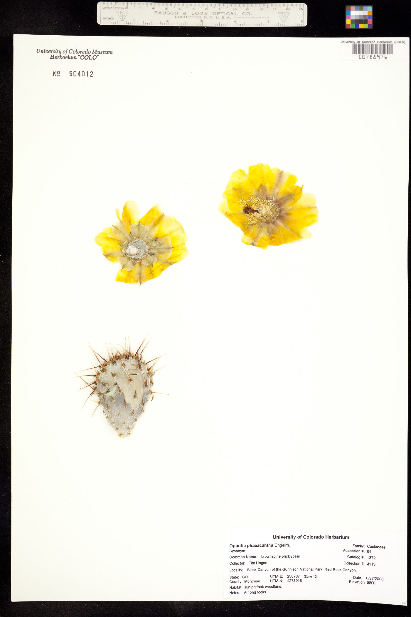 Opuntia phaeacantha image