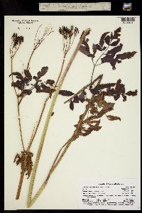 Image of Osmorhiza occidentalis