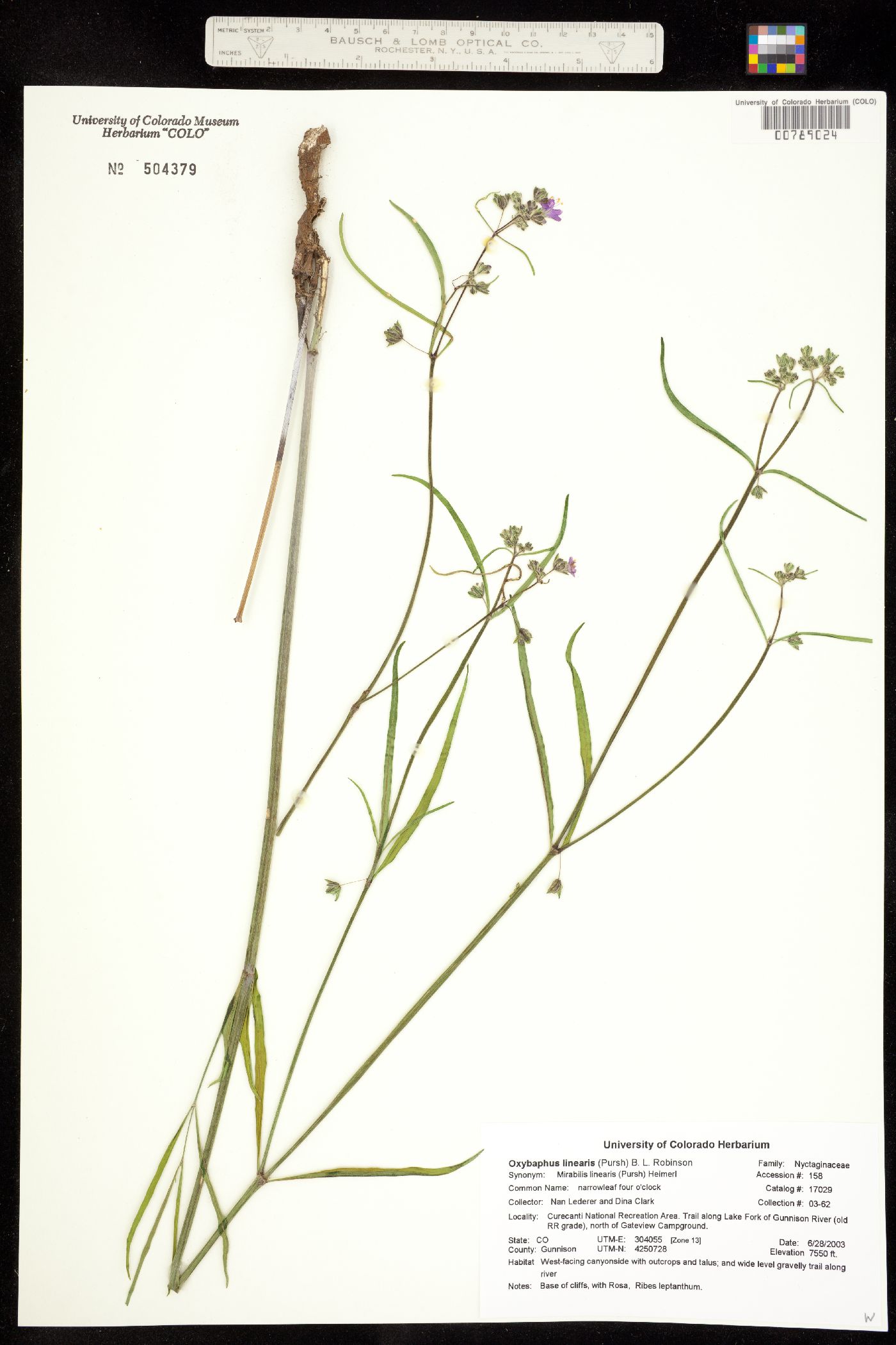 Mirabilis linearis image
