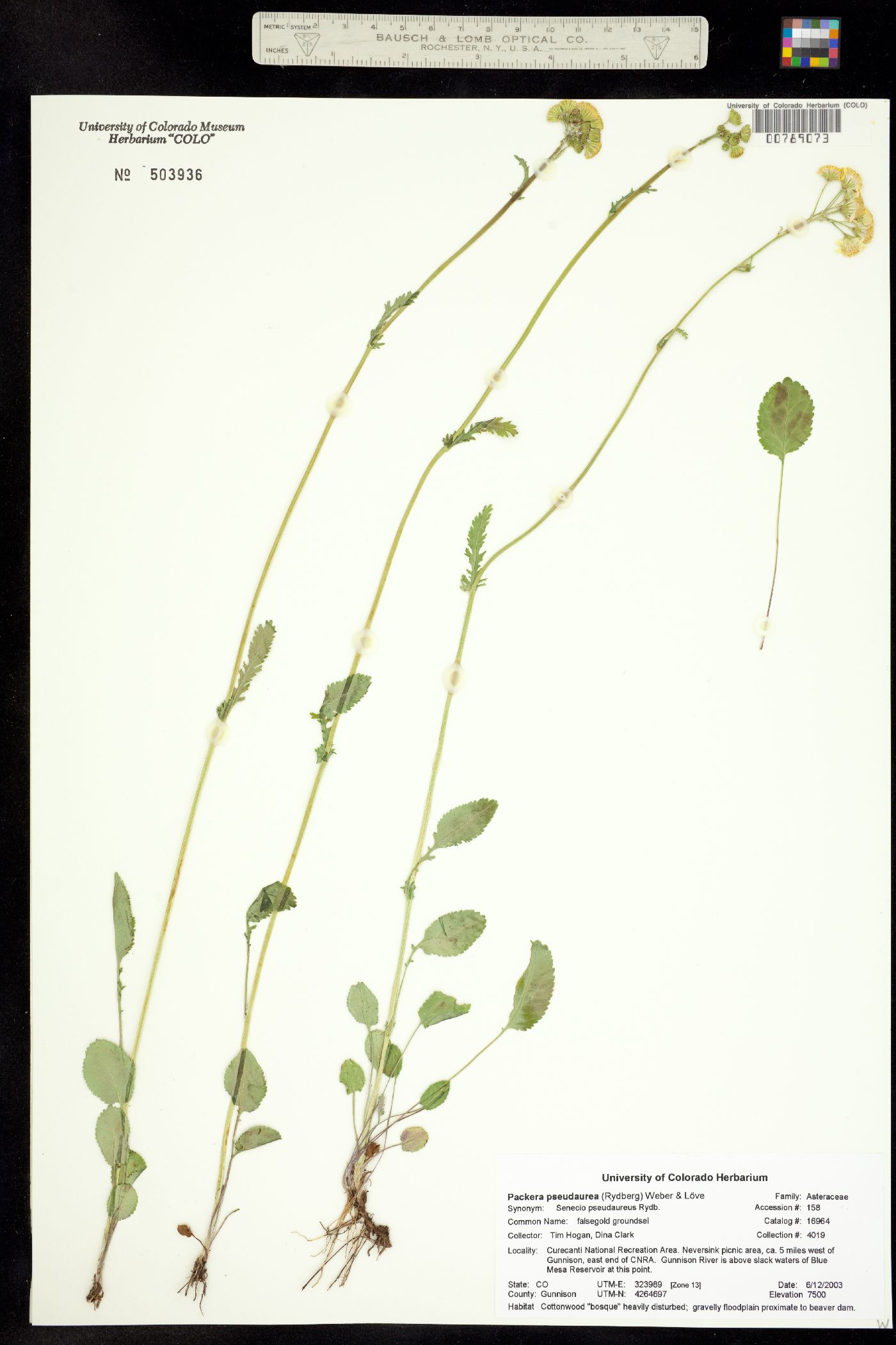 Packera pseudaurea image