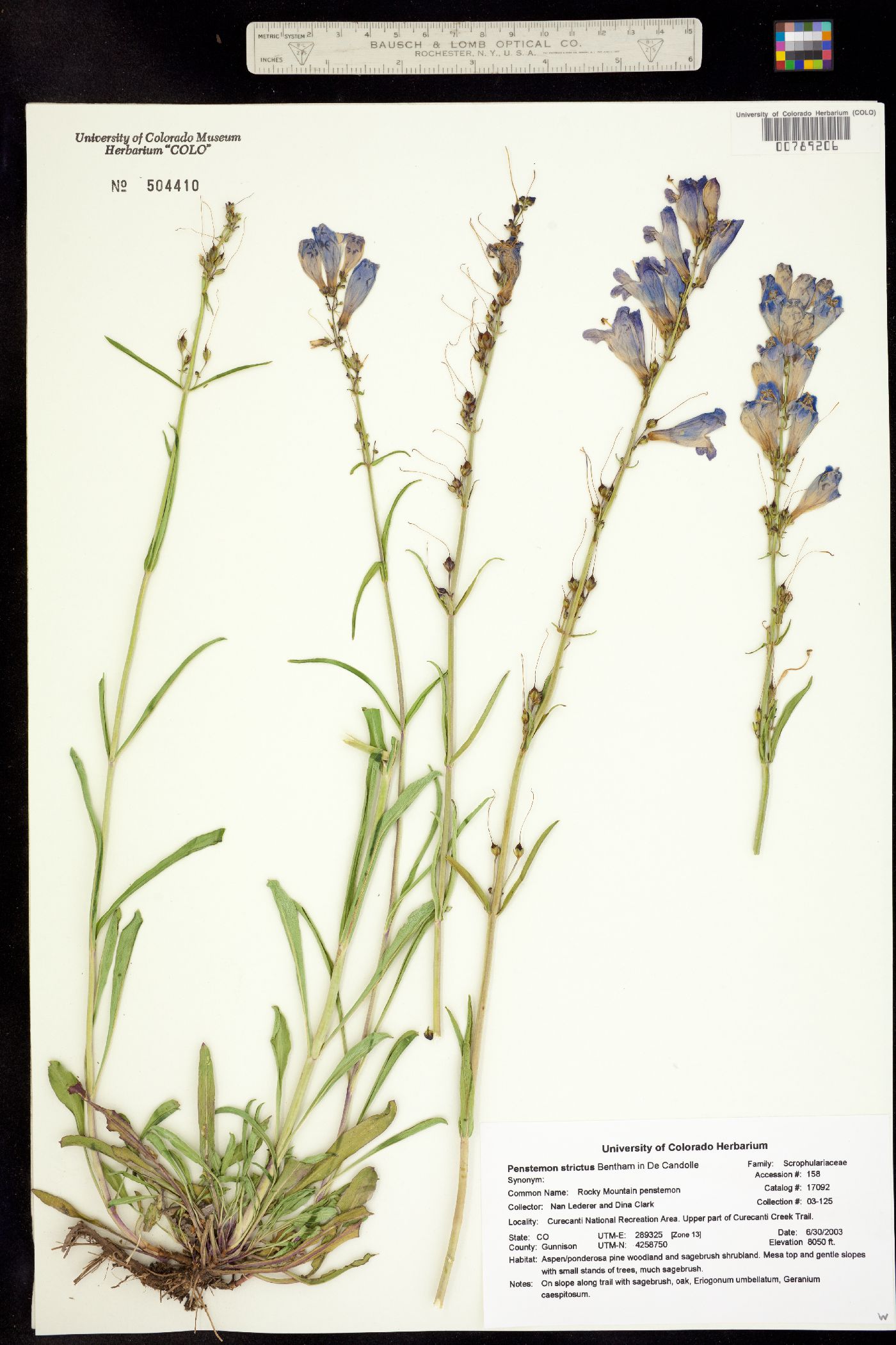 Penstemon strictus image