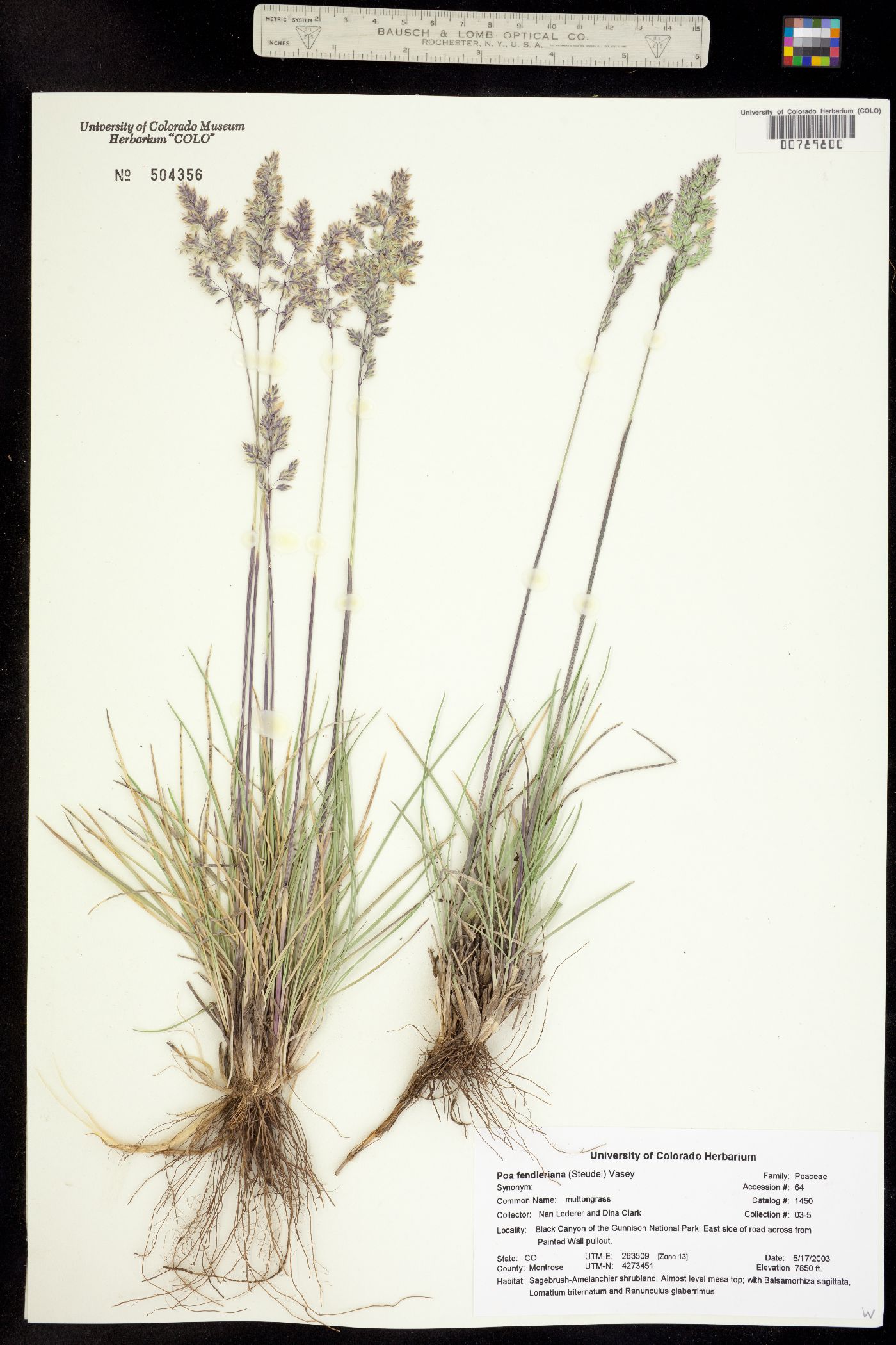 Poa fendleriana image