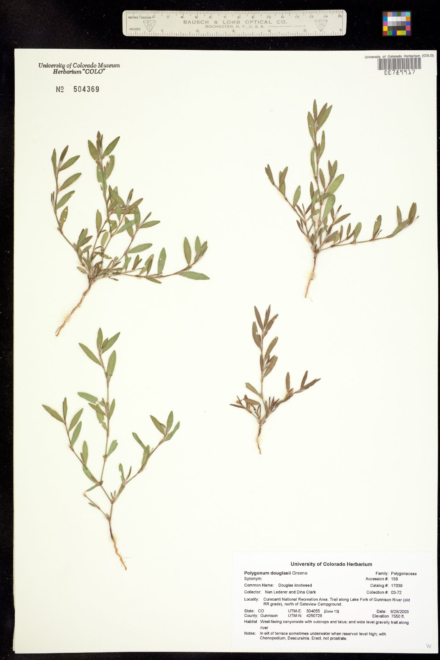 Polygonum douglasii image