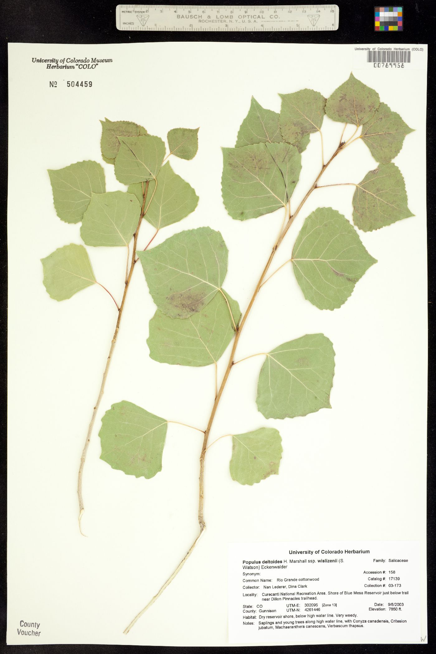 Populus deltoides ssp. wislizenii image