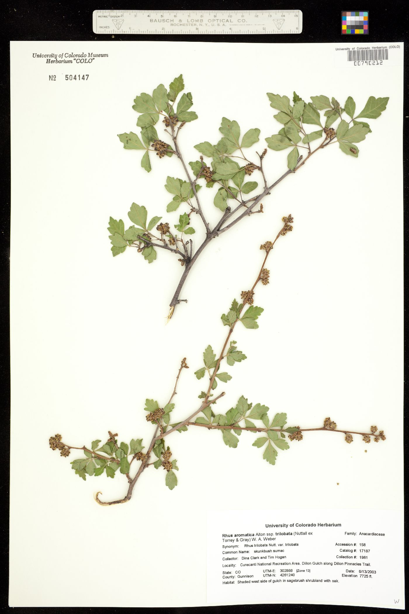 Rhus aromatica var. aromatica image