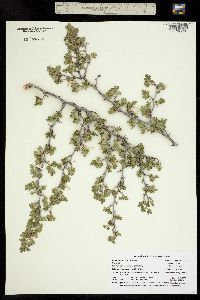 Ribes leptanthum image