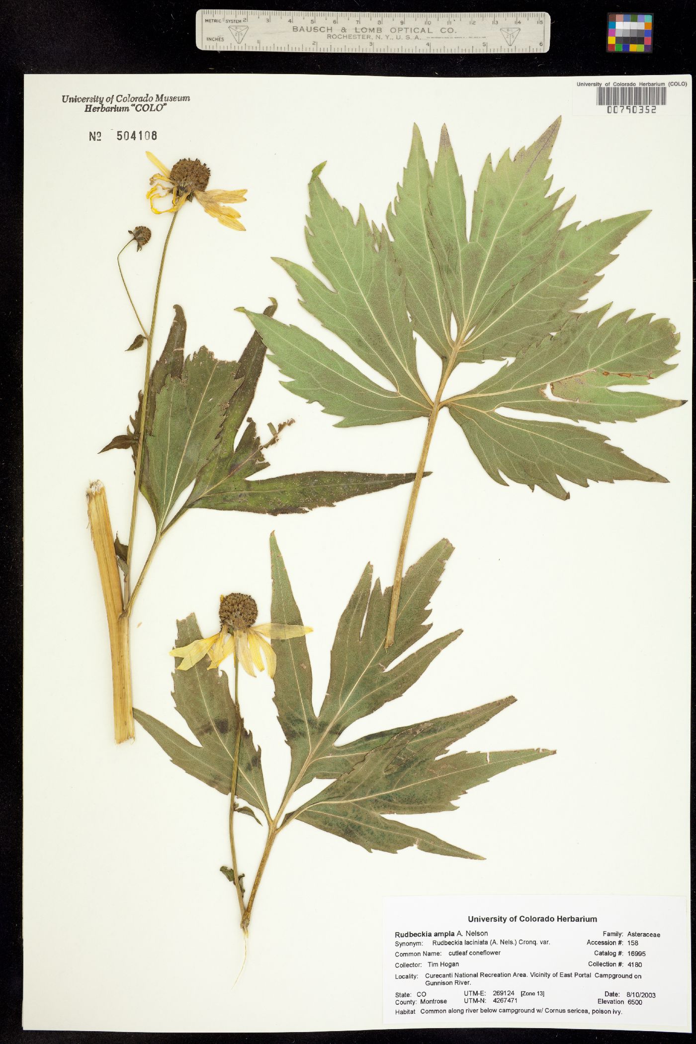 Rudbeckia ampla image