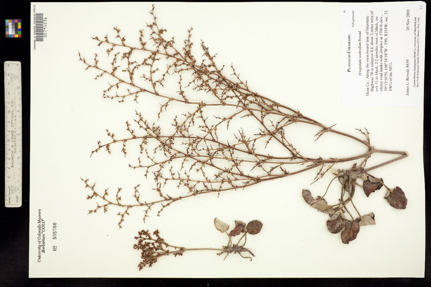 Eriogonum scabrellum image