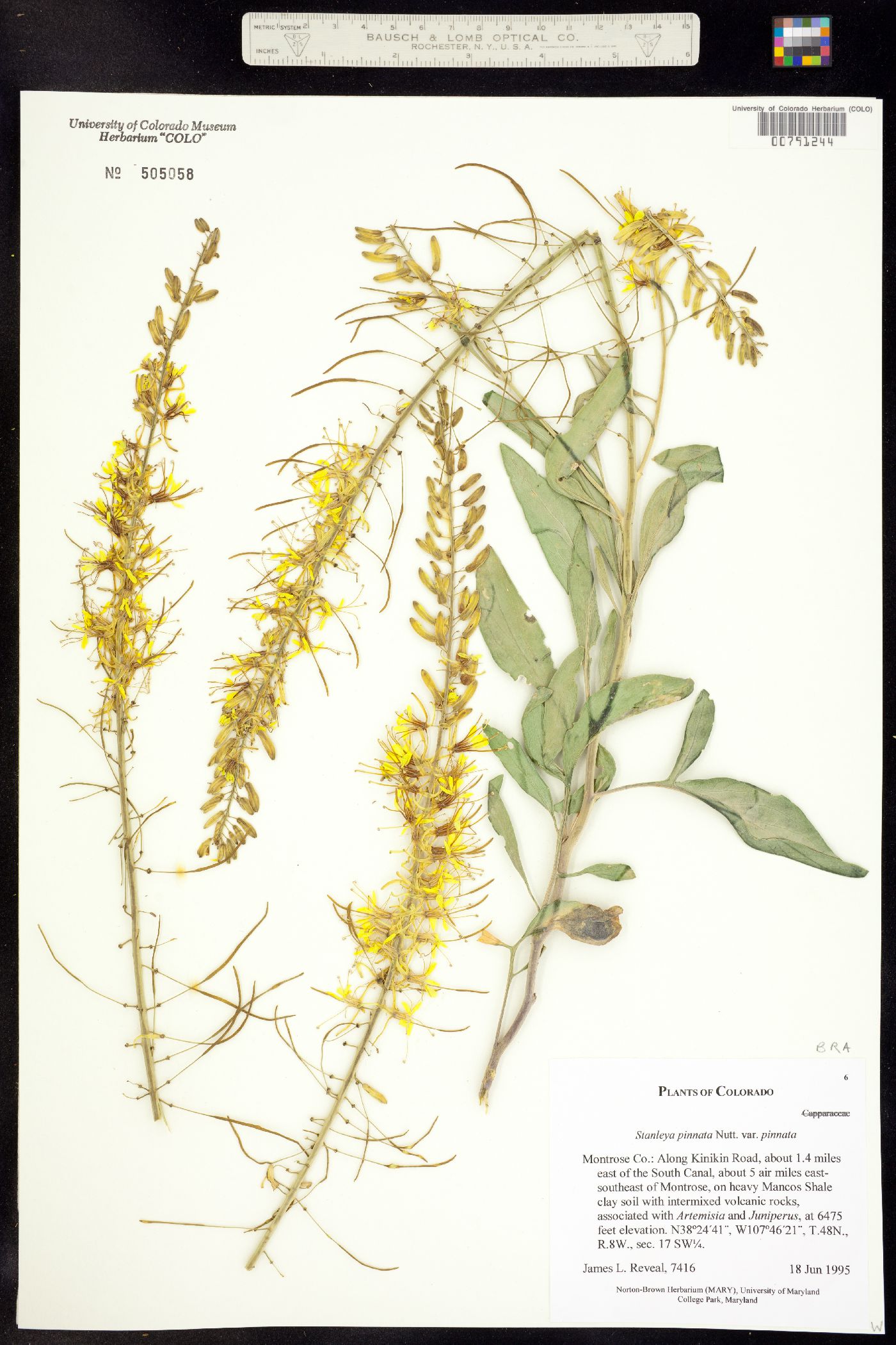 Stanleya pinnata var. pinnata image