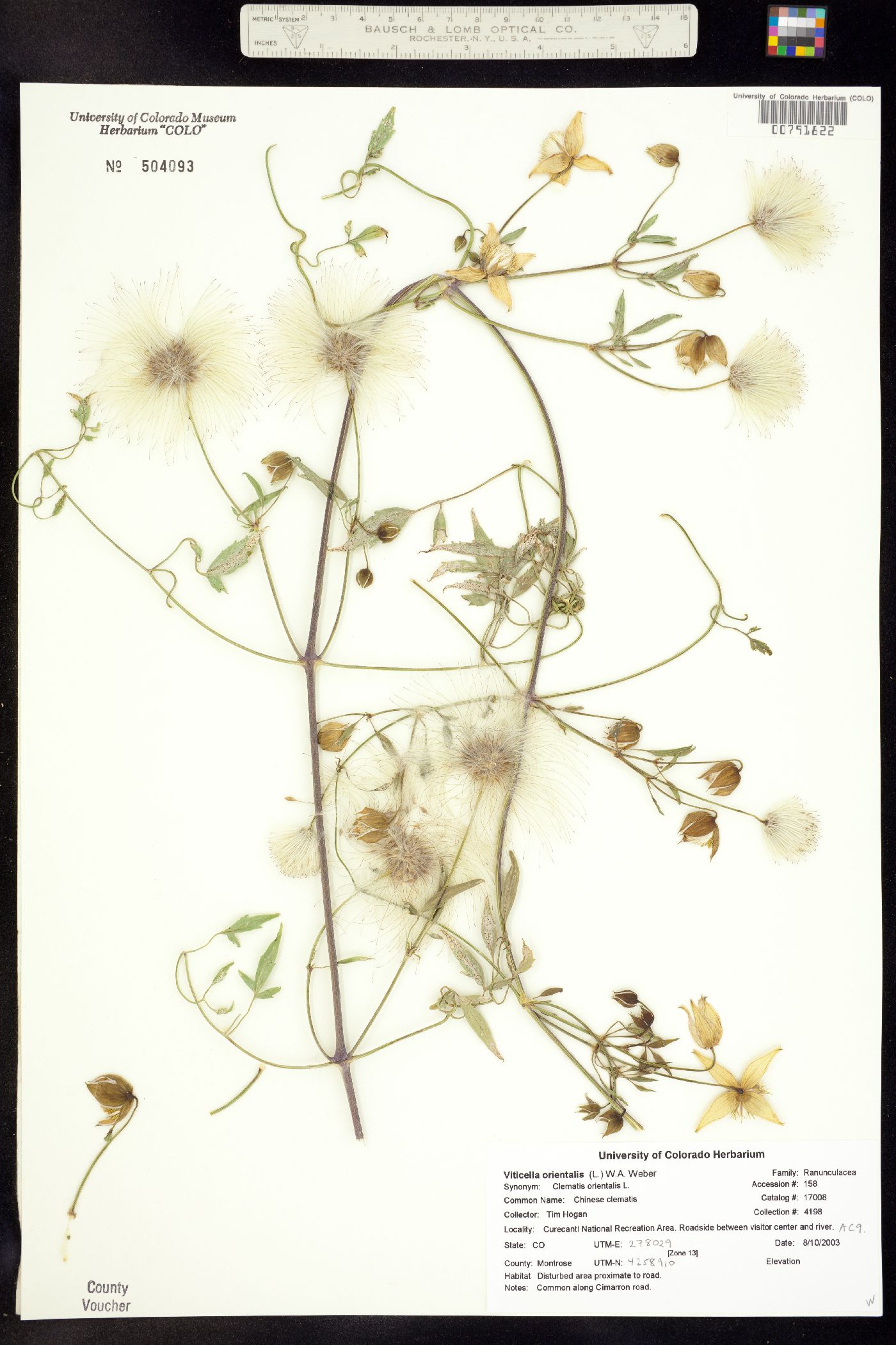 Clematis orientalis image