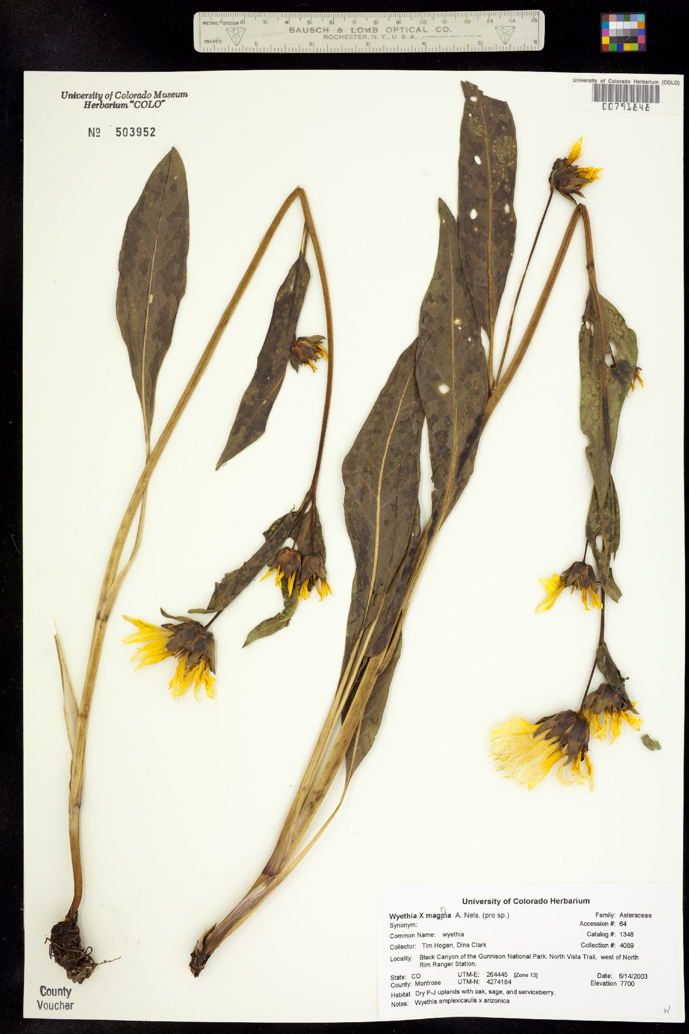 Wyethia magna image
