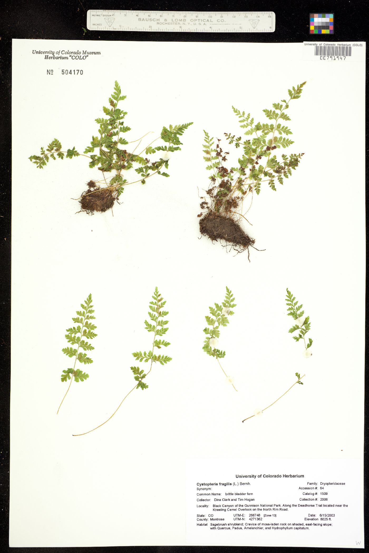 Cystopteris fragilis image