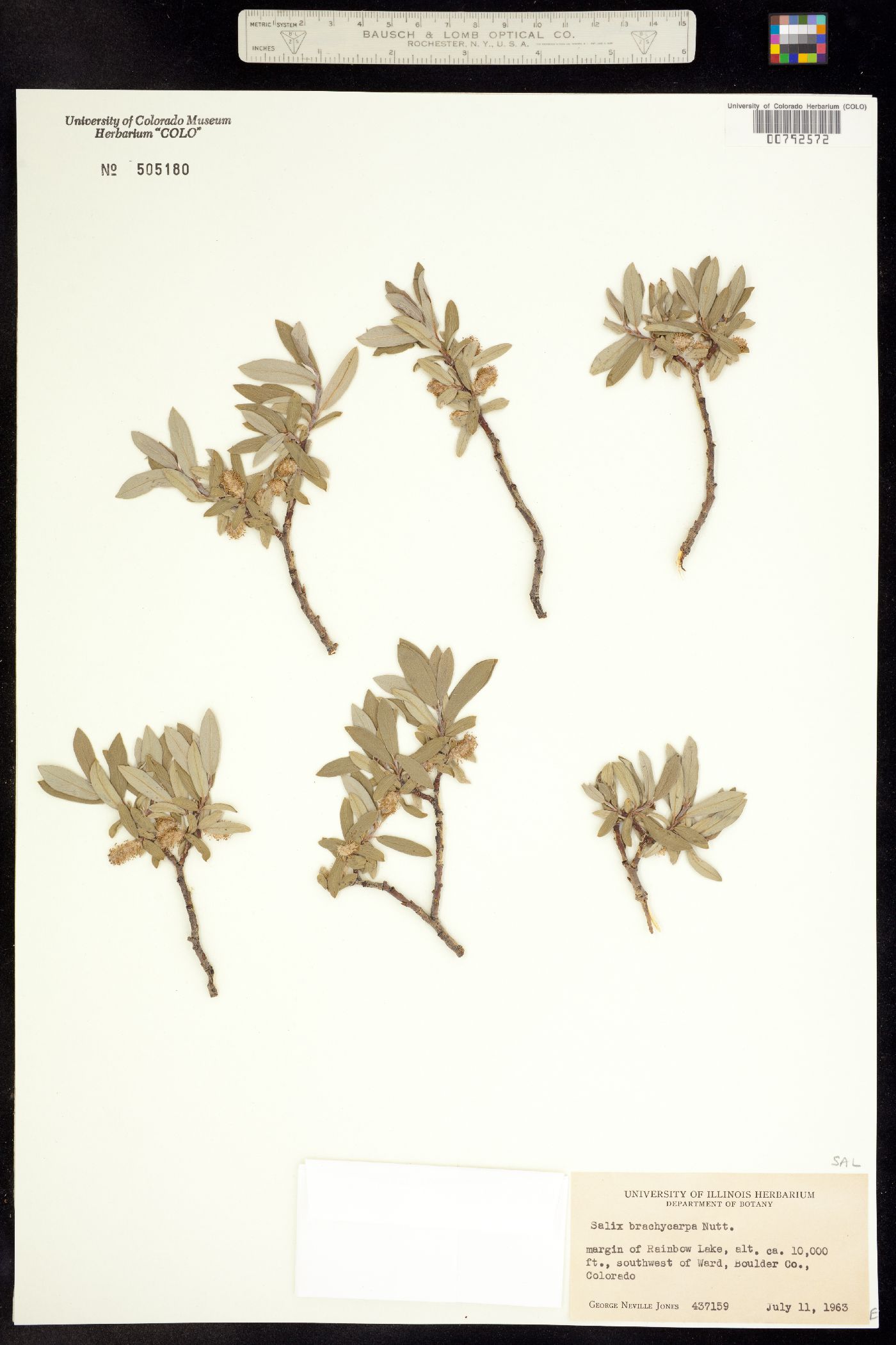 Salix brachycarpa image