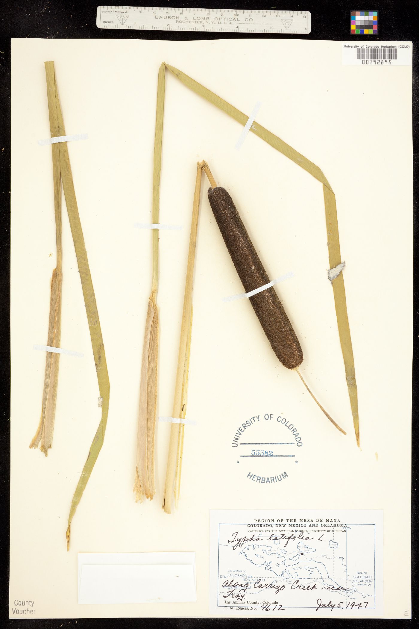 Typha latifolia image